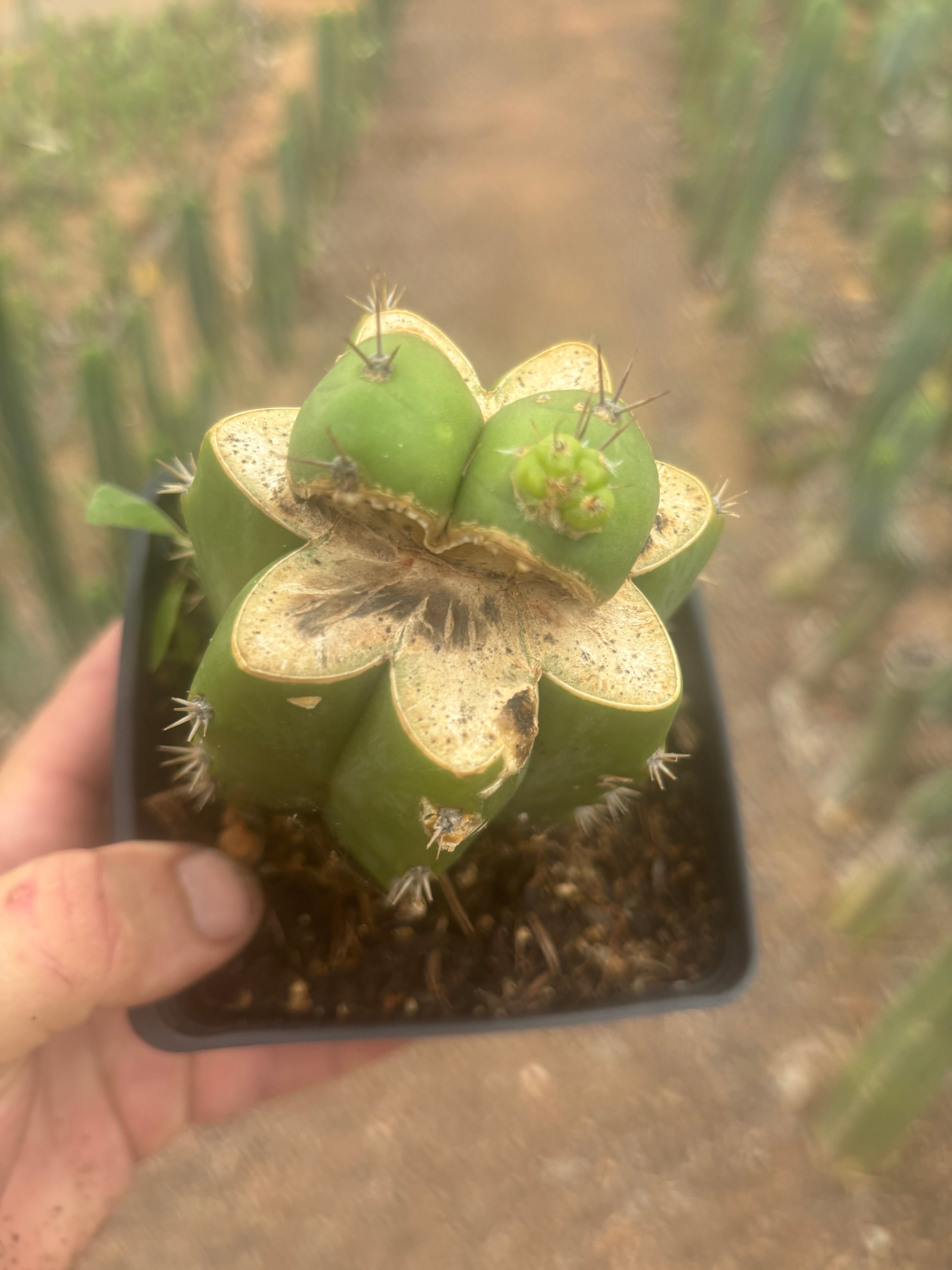 💎👑💎 Parque de las Leyendes —BK08611.4 Clone A —  Rooted Slab Graft w/ Pup