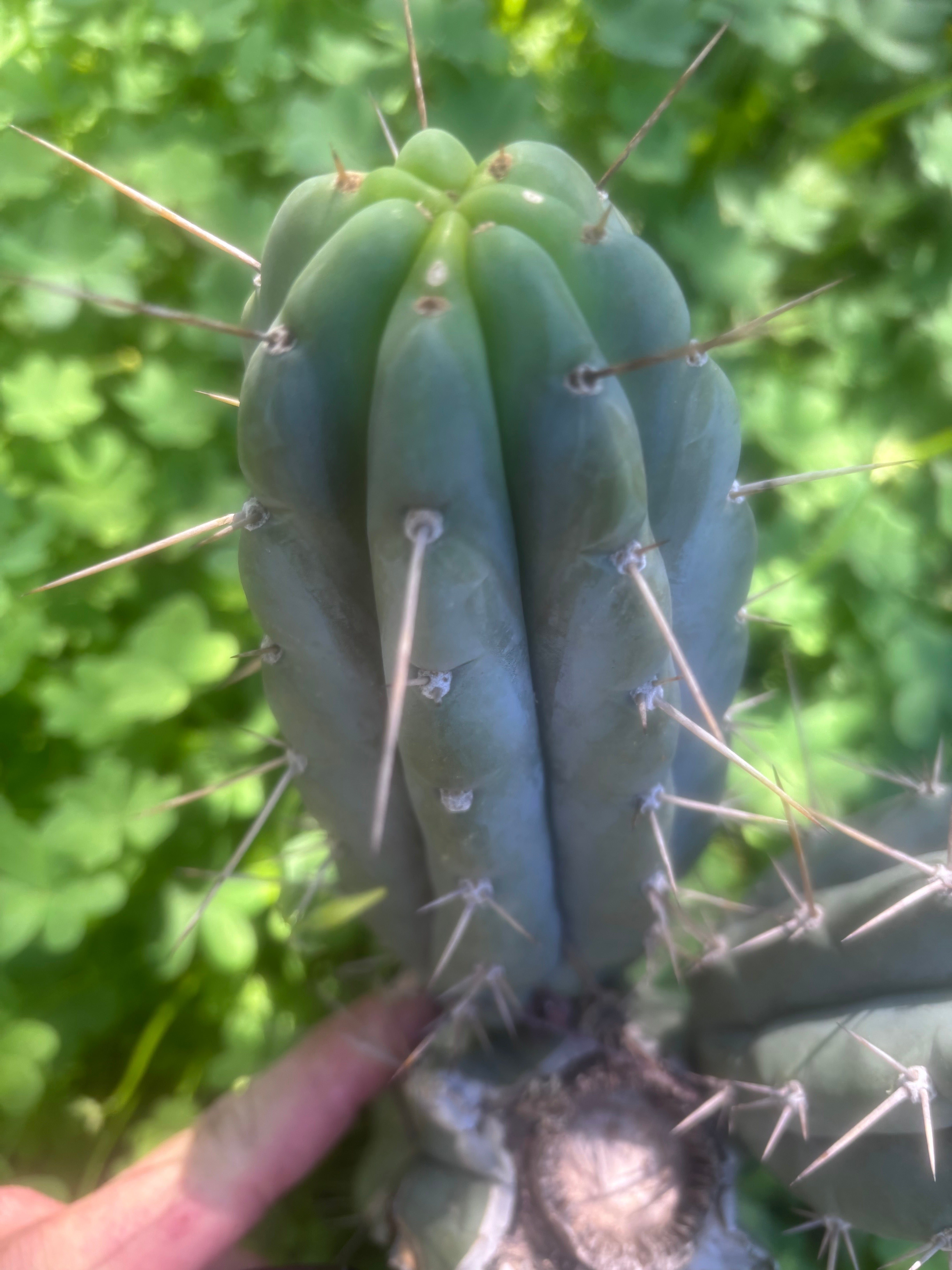 👑🌶️🌶️ Pala! — The Sunday Pup