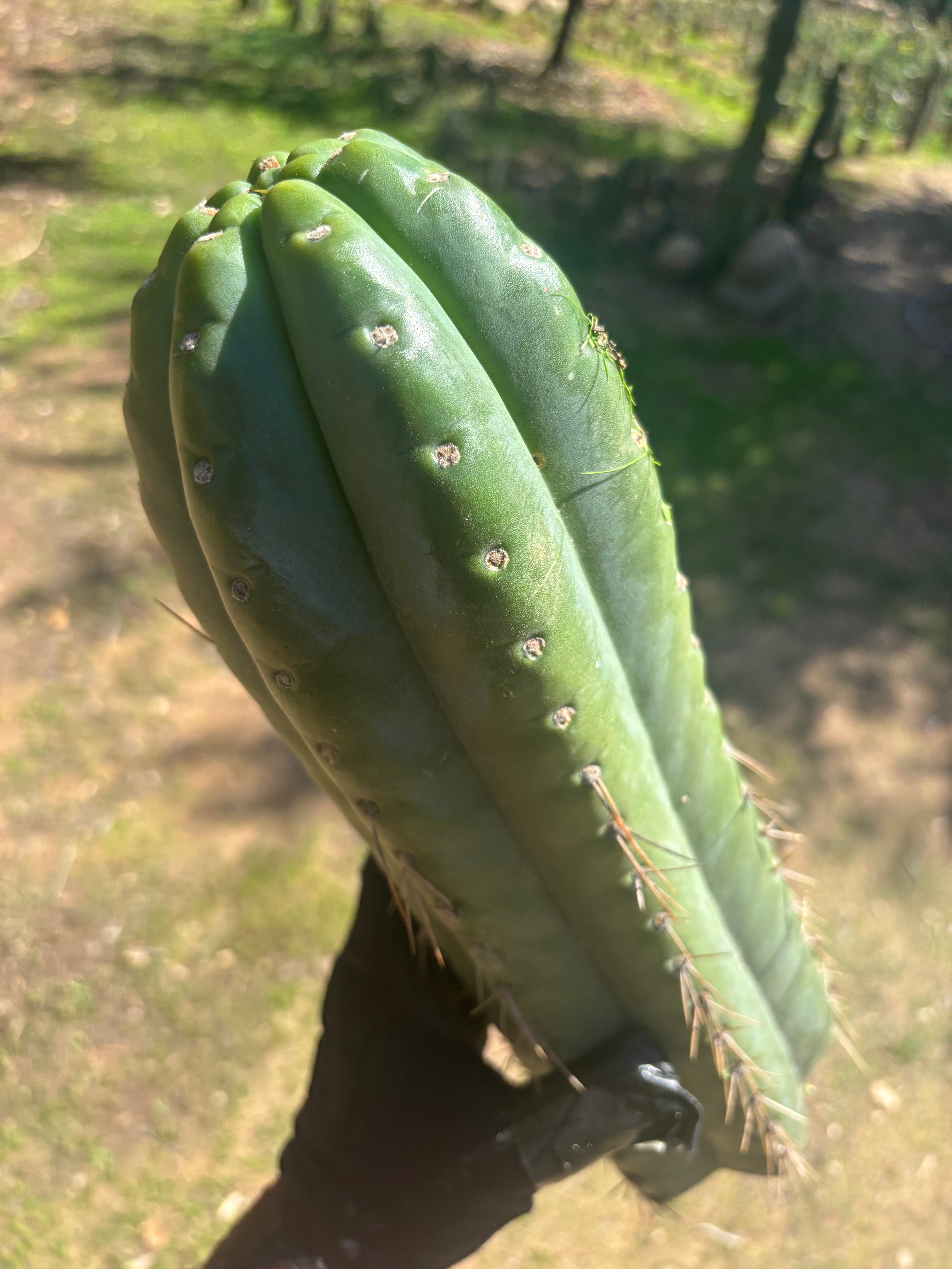 💎🌶️ Fields x SS02 — MASSIVE 14” Tip