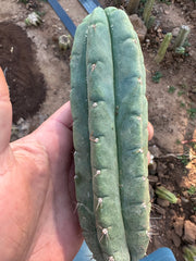💎👑🌶️🌶️ Austy’s Bomb — 6” Pup