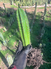 🎁🌶️ NEW Add On Freebie! — DeCosta x Bob, Large Yearlings