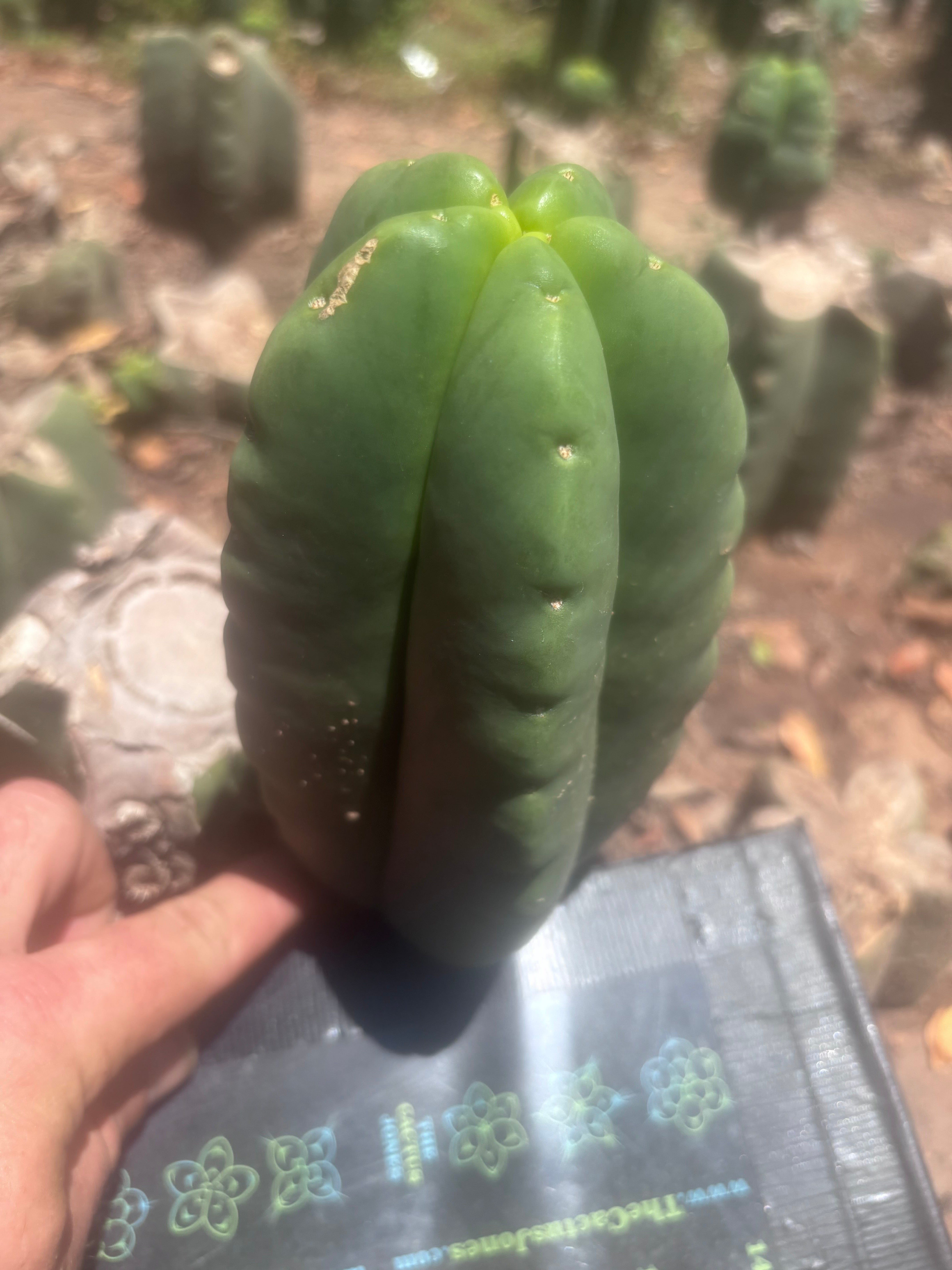 💎👑💎🌶️ Ferah — Fat 7.5” Pup