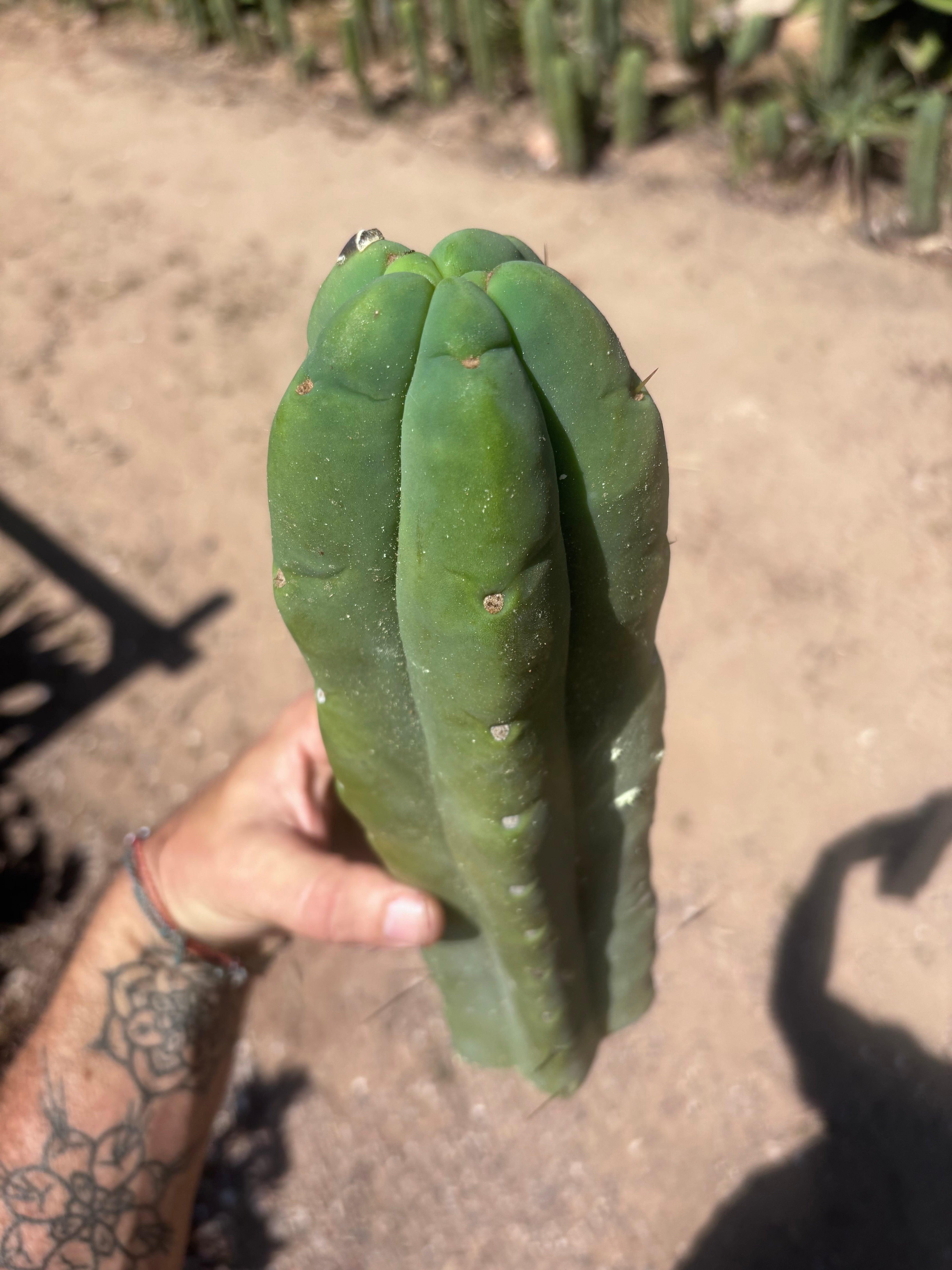 👑💎🌶️🌶️ Eileen — 13” Biggie Tip