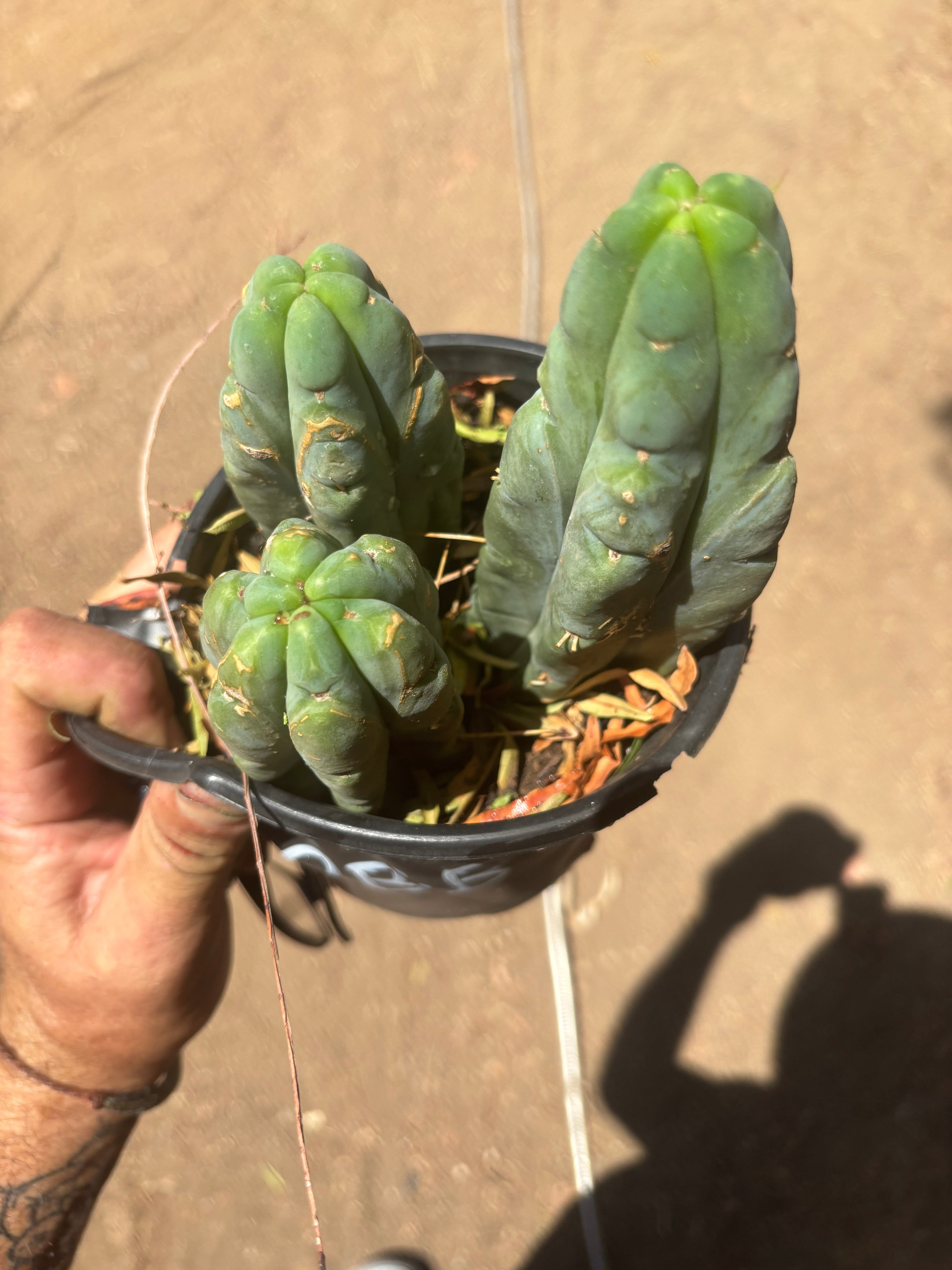👑🌶️ BBB — Lot of 3 Rooted Tips