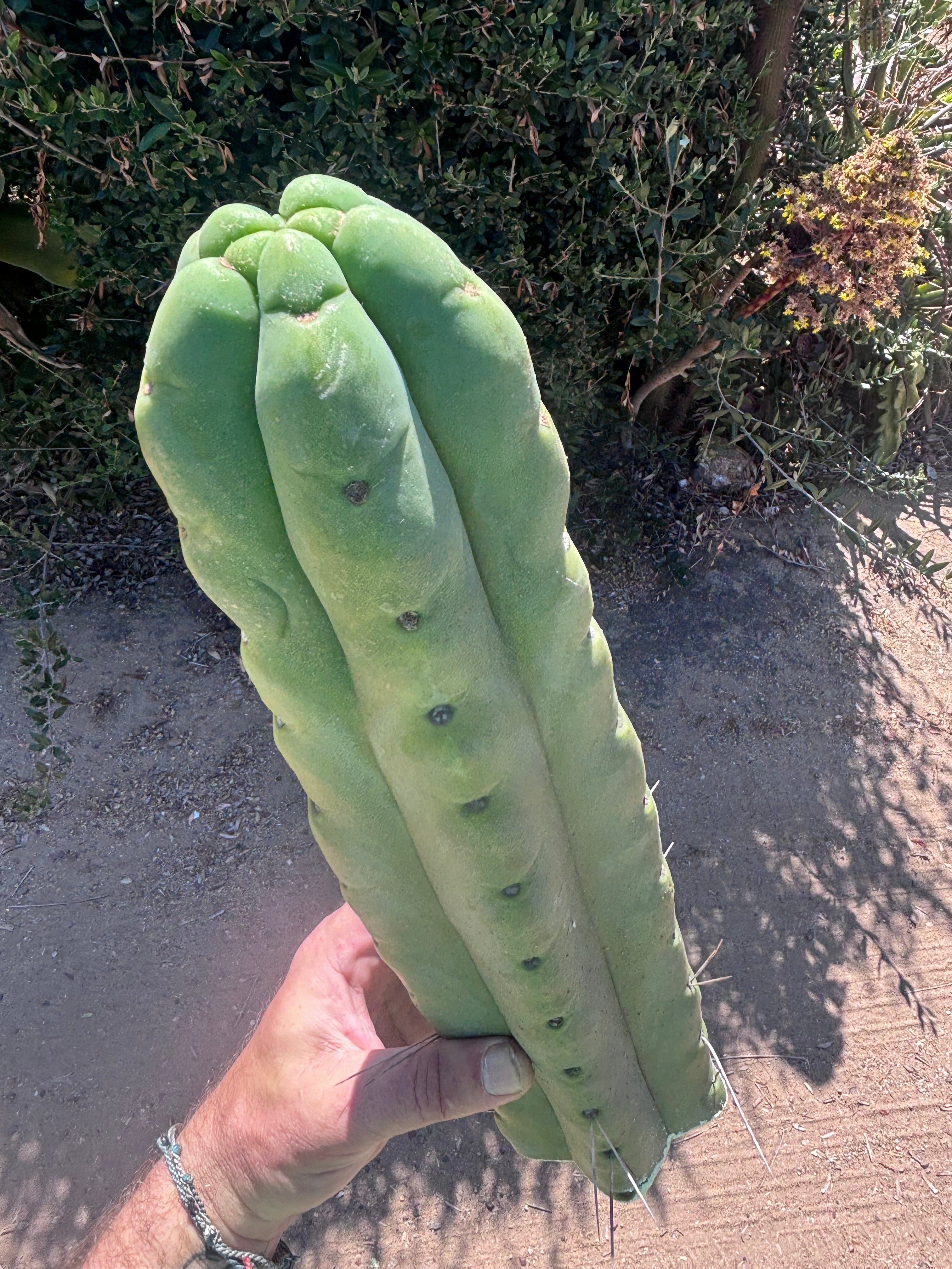 👑💎🌶️🌶️ Eileen — XL 14” Mega Tip