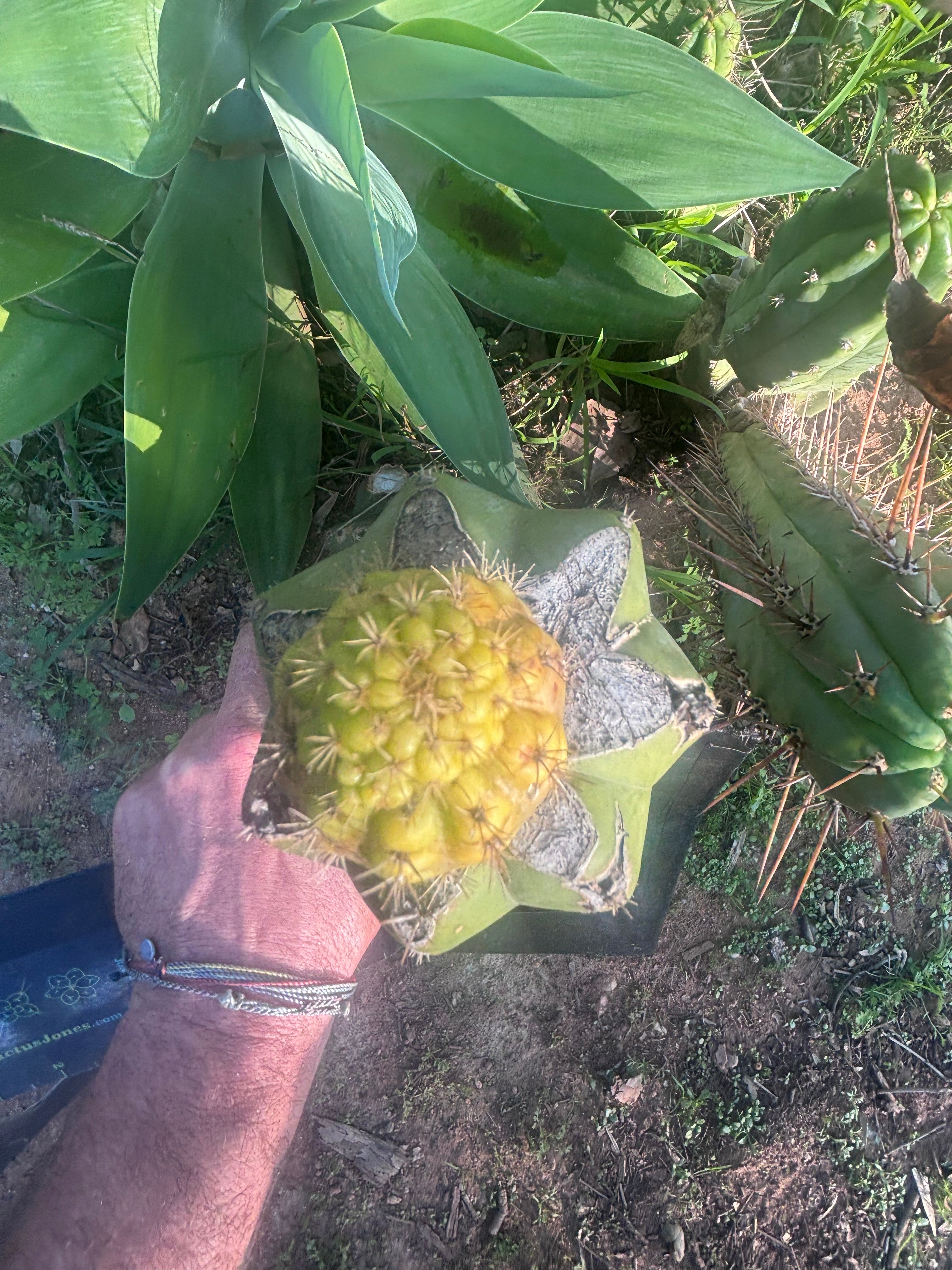 👑💎 Hulk’s Balls — Pupping Graft