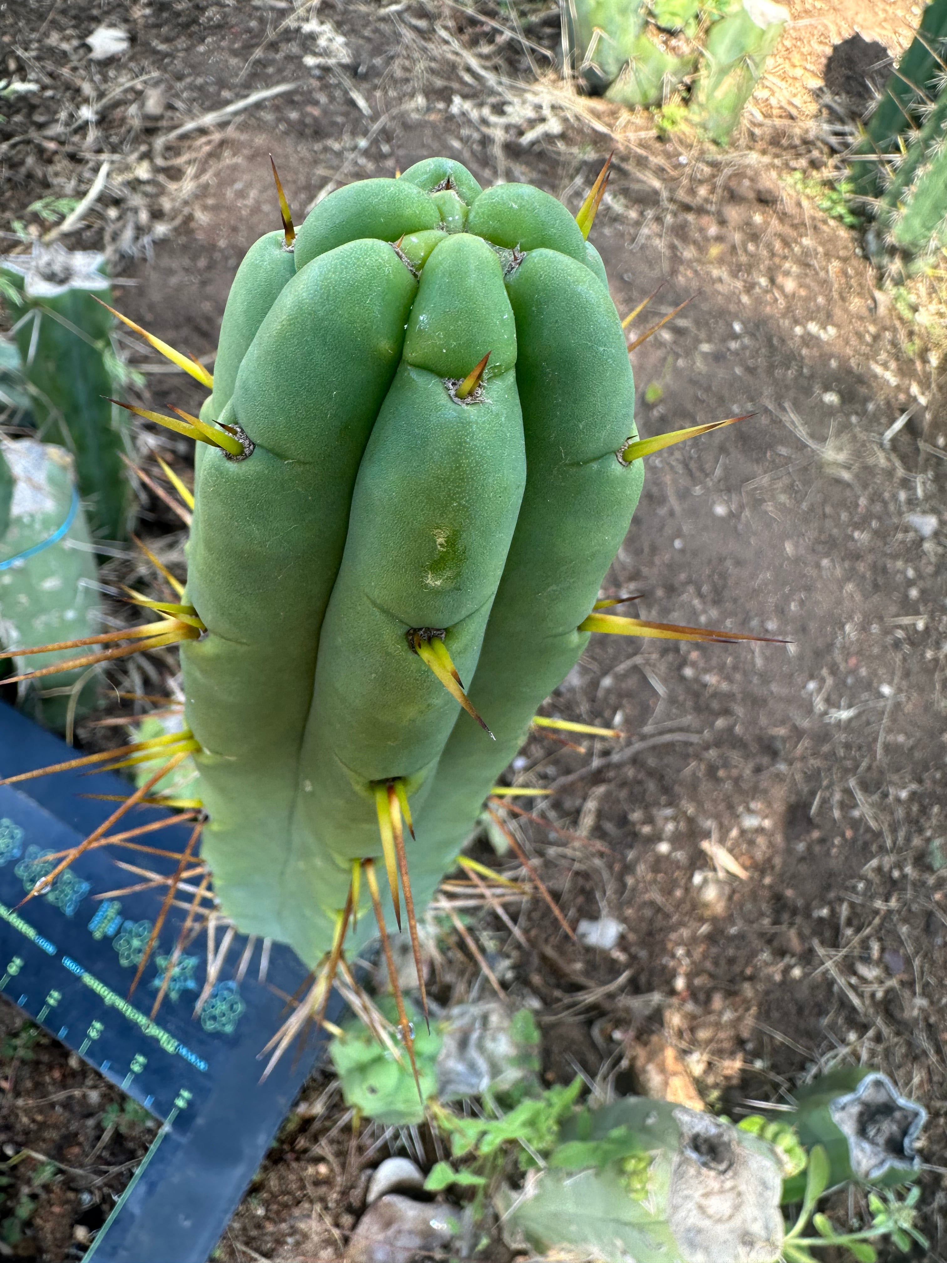 👑🌶️🌶️ Jiimz Twin Spine  — 13” Pup