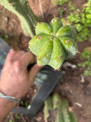 👑🌶️🌶️ Landfill — 9” Tip