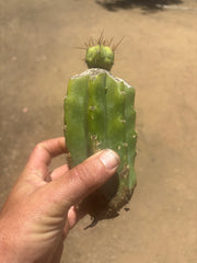 👑💎🌶️  CSD — Tip Graft on PC w/Roots