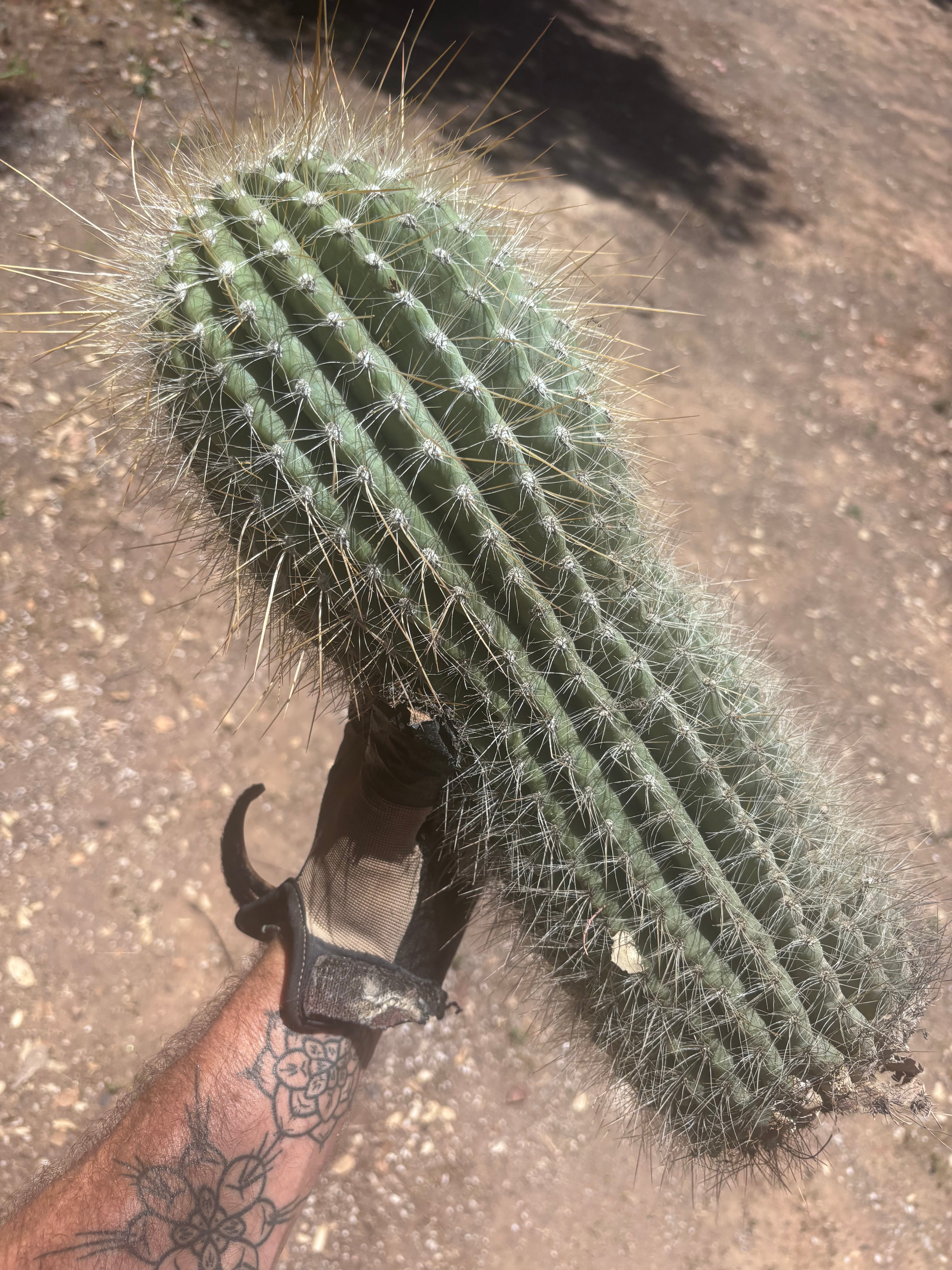 💎💎 T. Atacamensis — MASSIVE 17” Pup