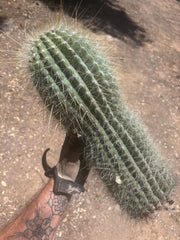 💎💎 T. Atacamensis — MASSIVE 17” Pup