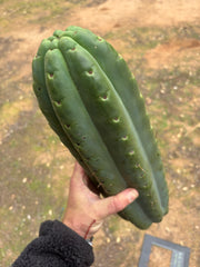 💎🌶️ SS02 x Yowie — MASSIVE 15” Tip