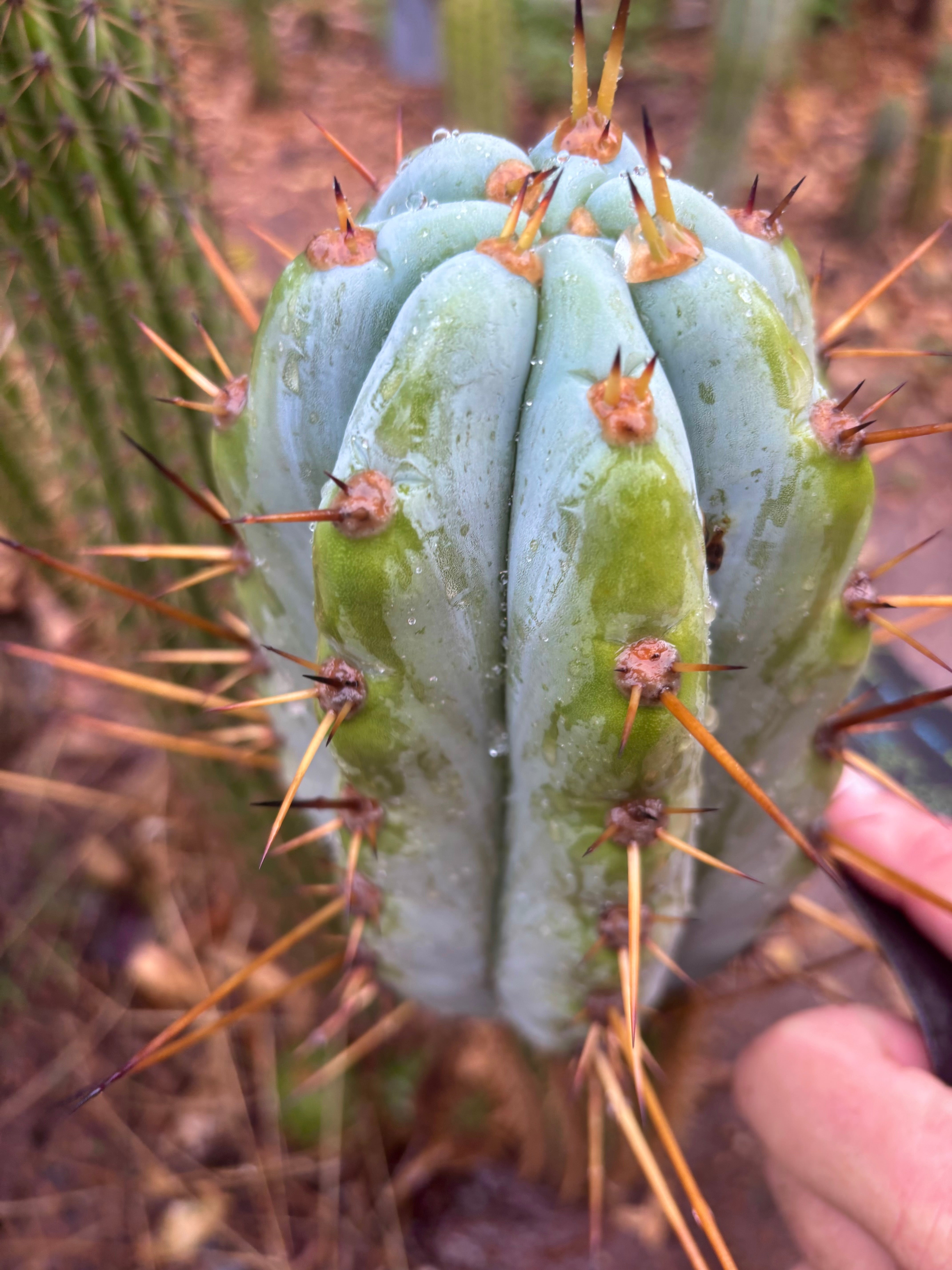 💎👑 BBG48.1540 — Fat 6” Tip