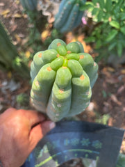 👑🌶️  Ichoca — Chonky 7” Tip