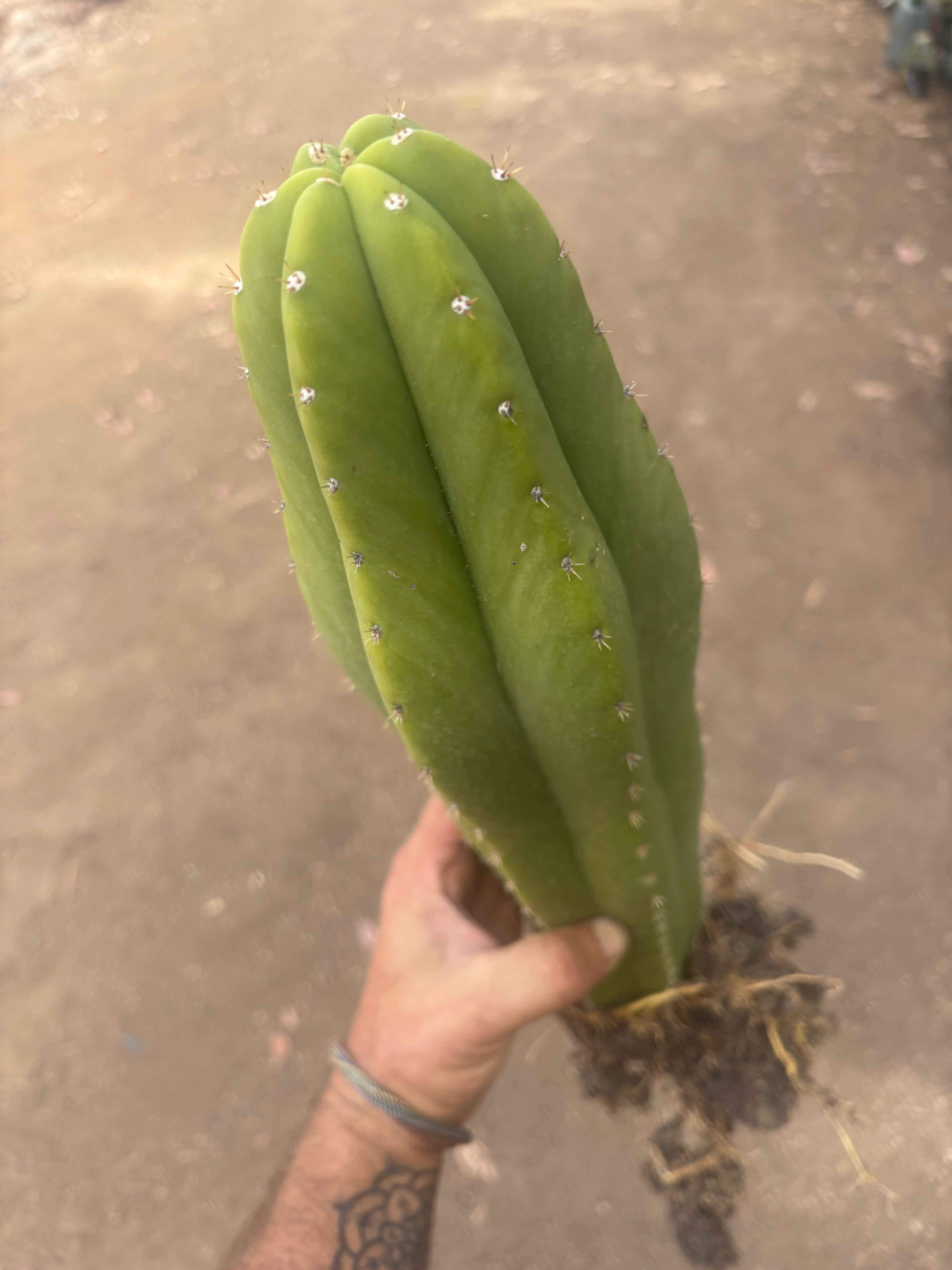 💎 Hulk x Kimnach — XL Seed Grown 18”