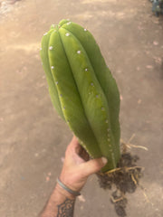 💎 Hulk x Kimnach — XL Seed Grown 18”