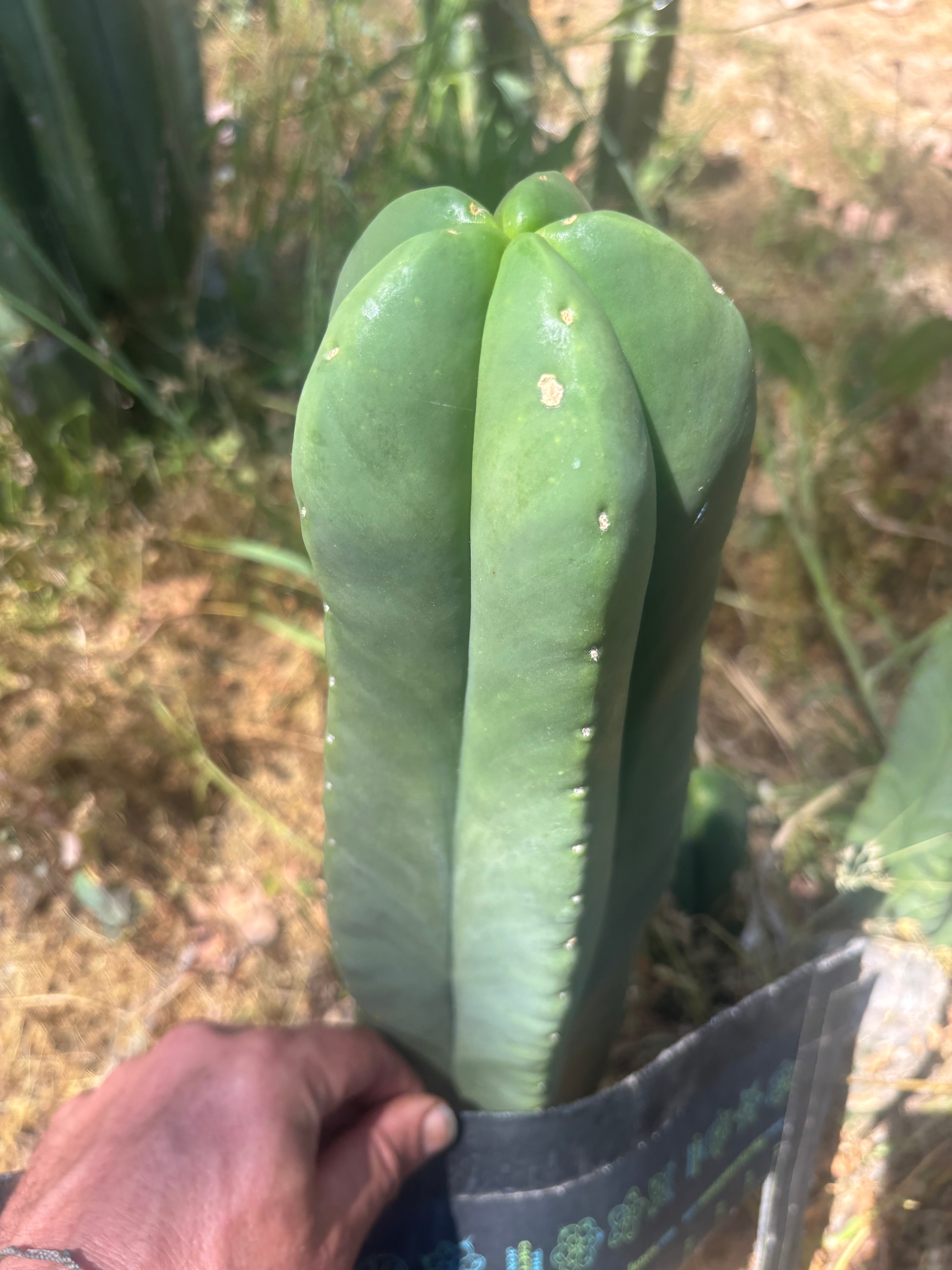 👑💎 Aussie Scop — FAT 12” Tip