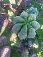 👑🌶️ Blue Ecuador — XL 14” Tip