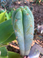 💎👑 Lotusland Huanu —  XL Fat-n-Frosty 14” Tip