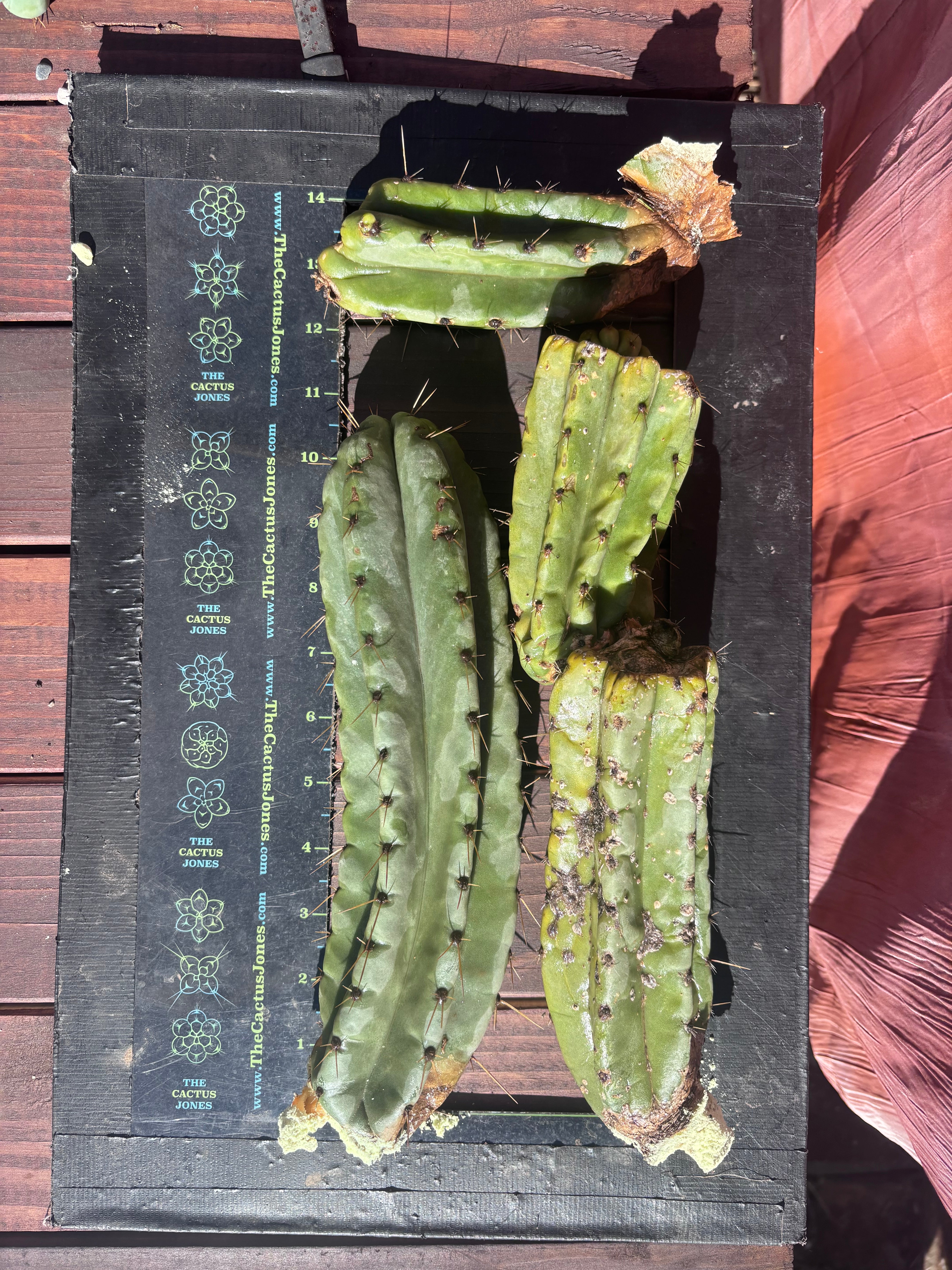 👑🌶️ Yowie — 24” Total