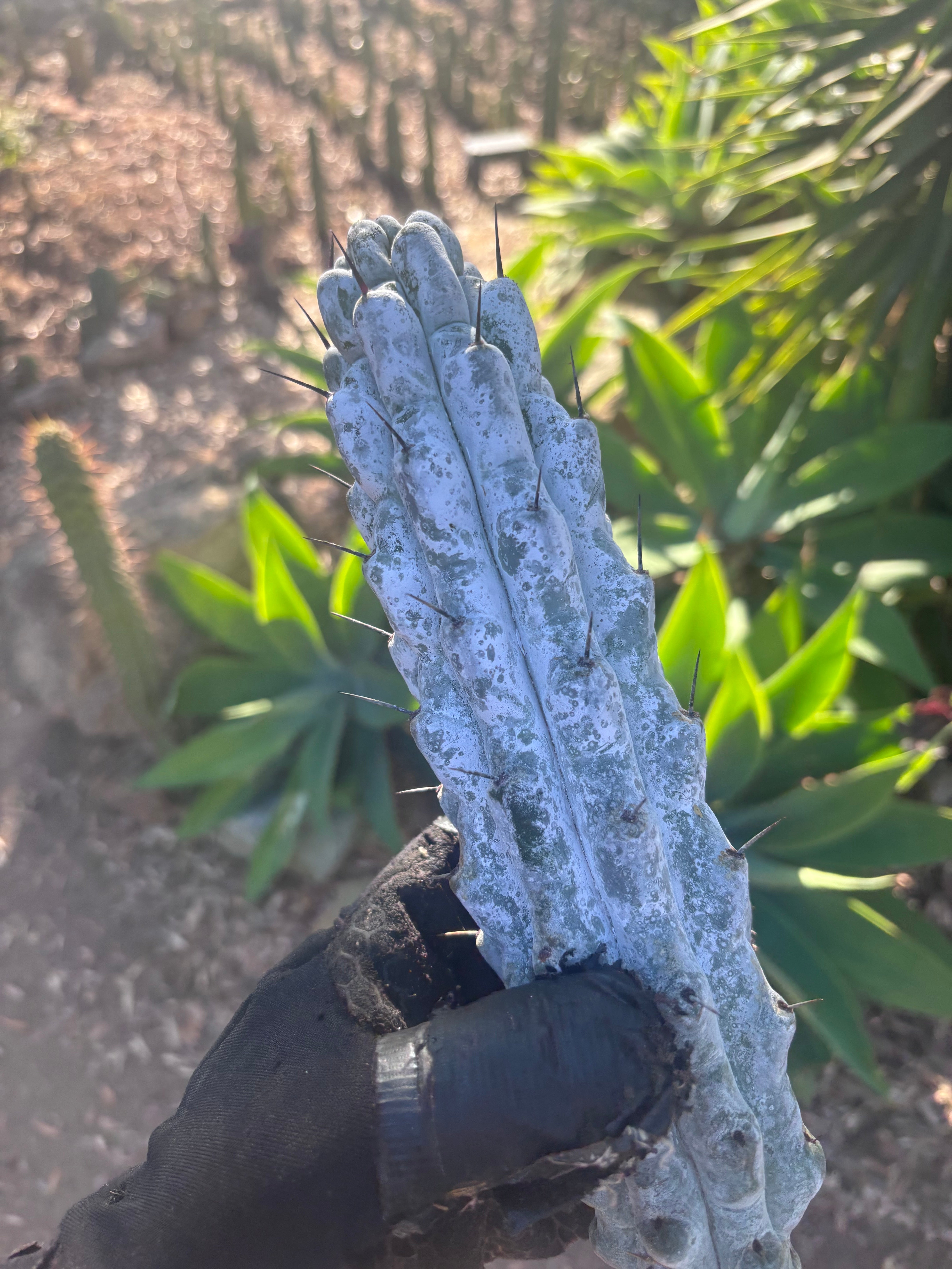 Stenocereus Beneckei — 10” Pup