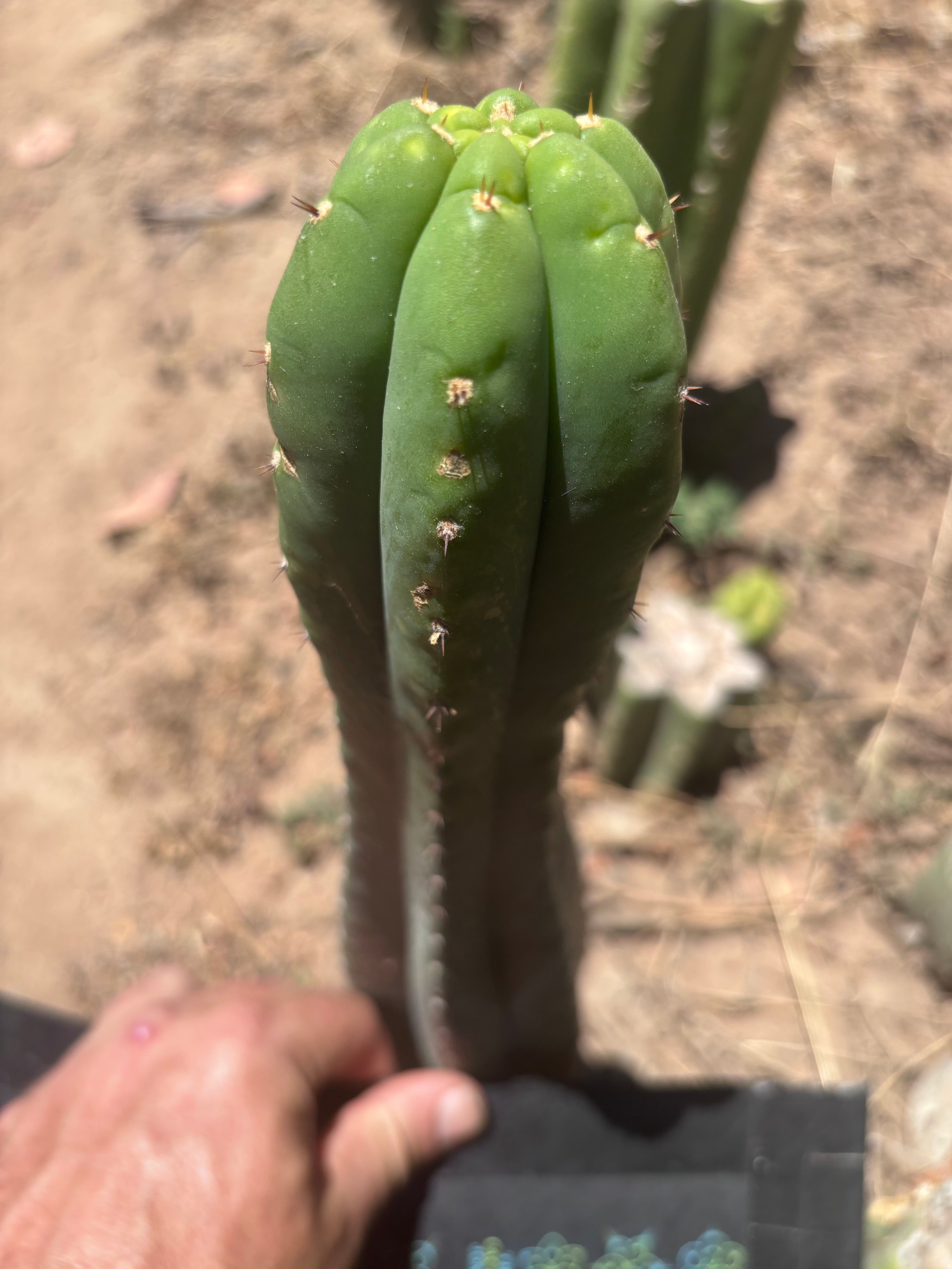 👑🌶️ Soozy — 10.5” Tip