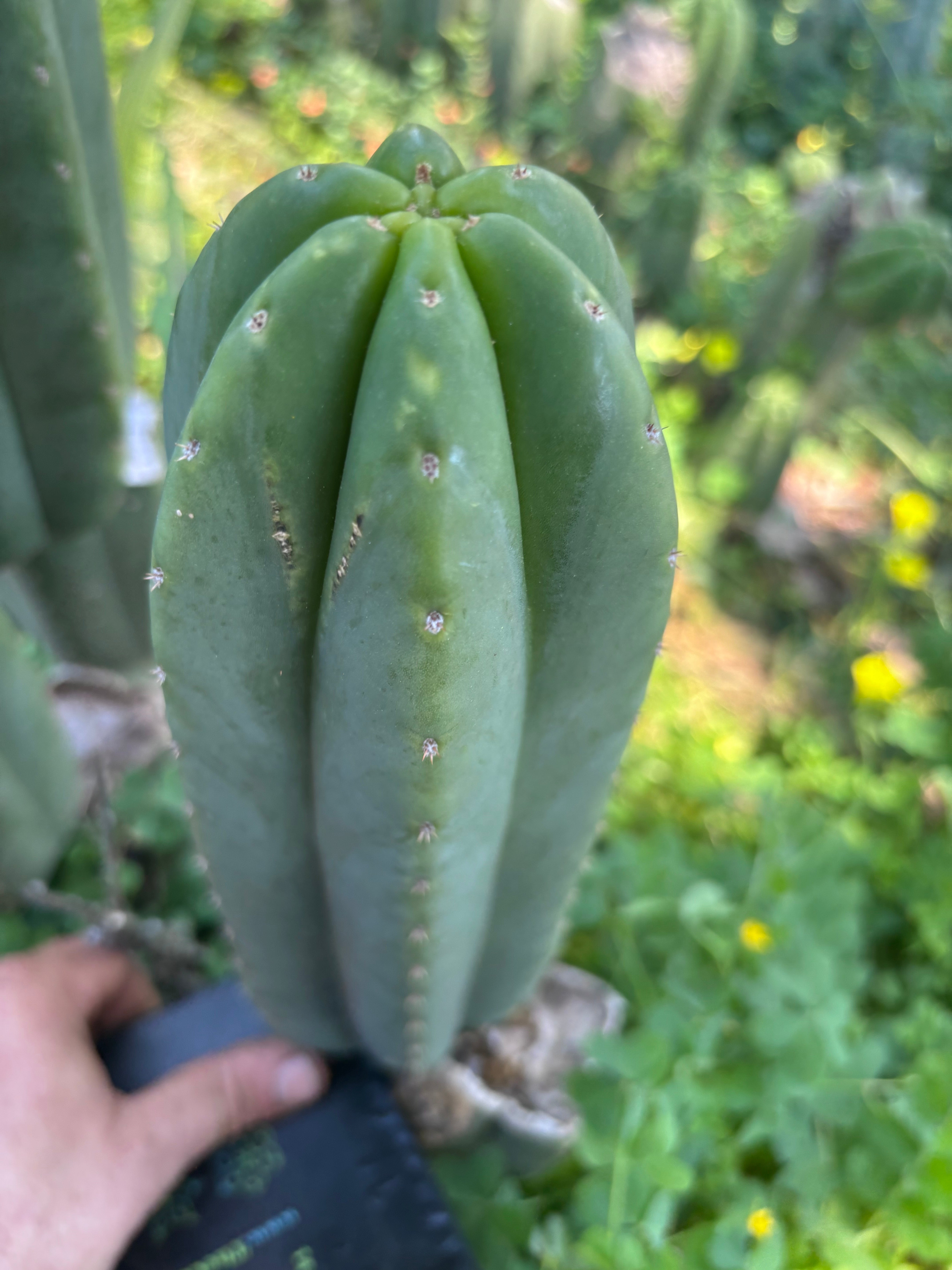👑🌶️ Scop A — Chonky 12” Pup