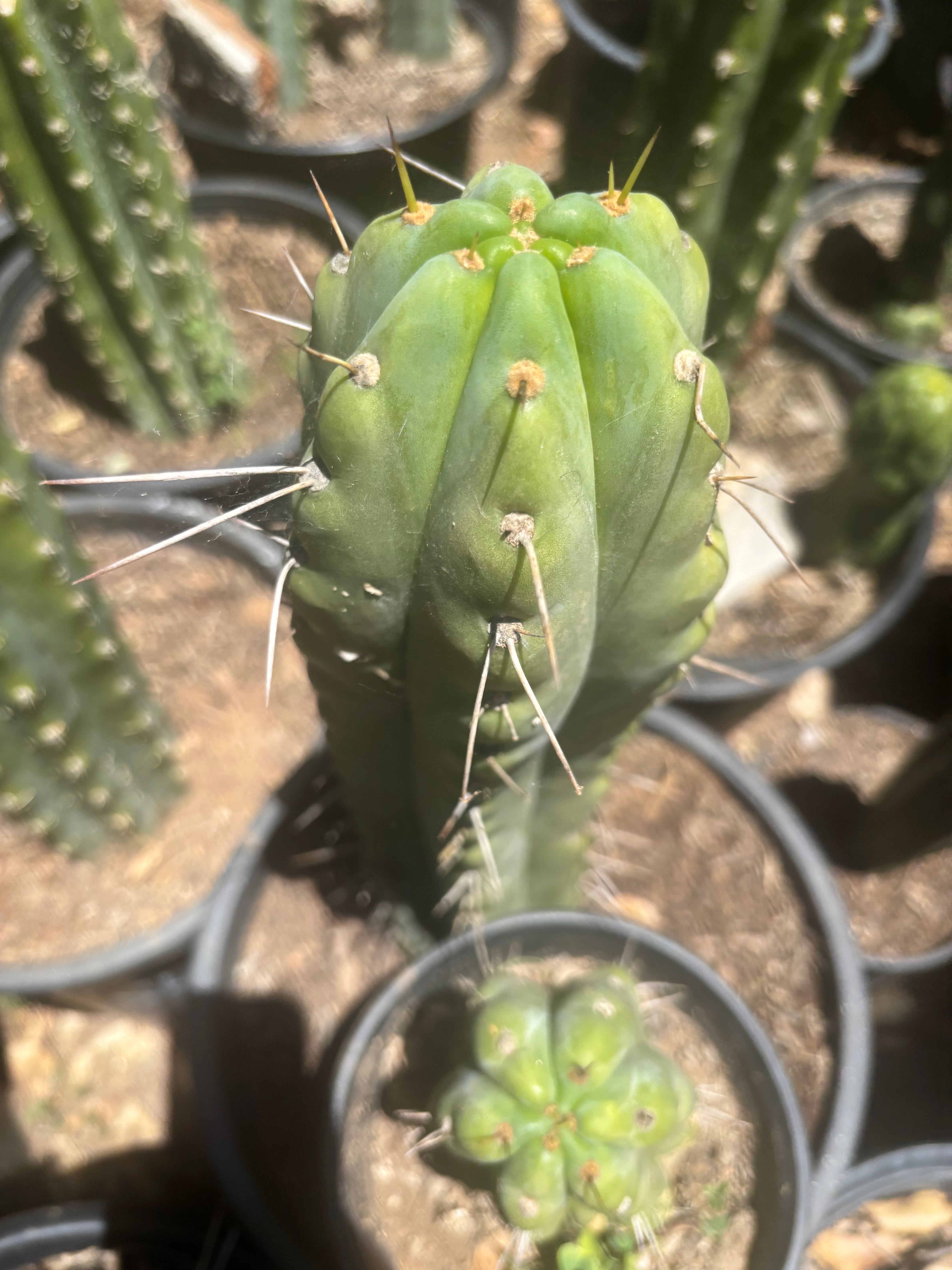 💎🌶️🌶️ NOM — Pup Graft On Seed Grown Rooted Stock