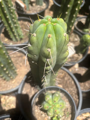 💎🌶️🌶️ NOM — Pup Graft On Seed Grown Rooted Stock