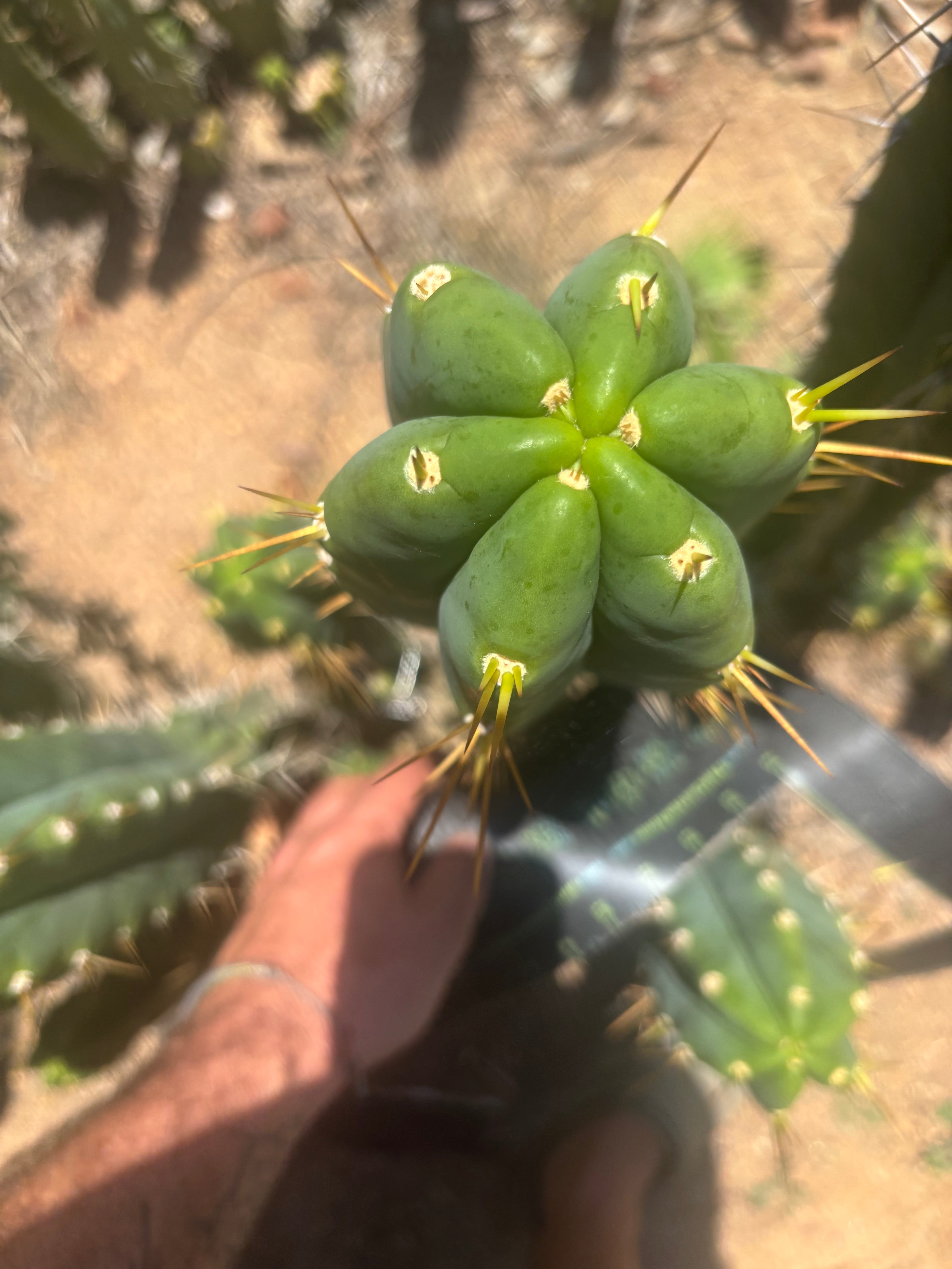 💎🌶️ Psycho0’ x SS01  — Massive 16” Tip