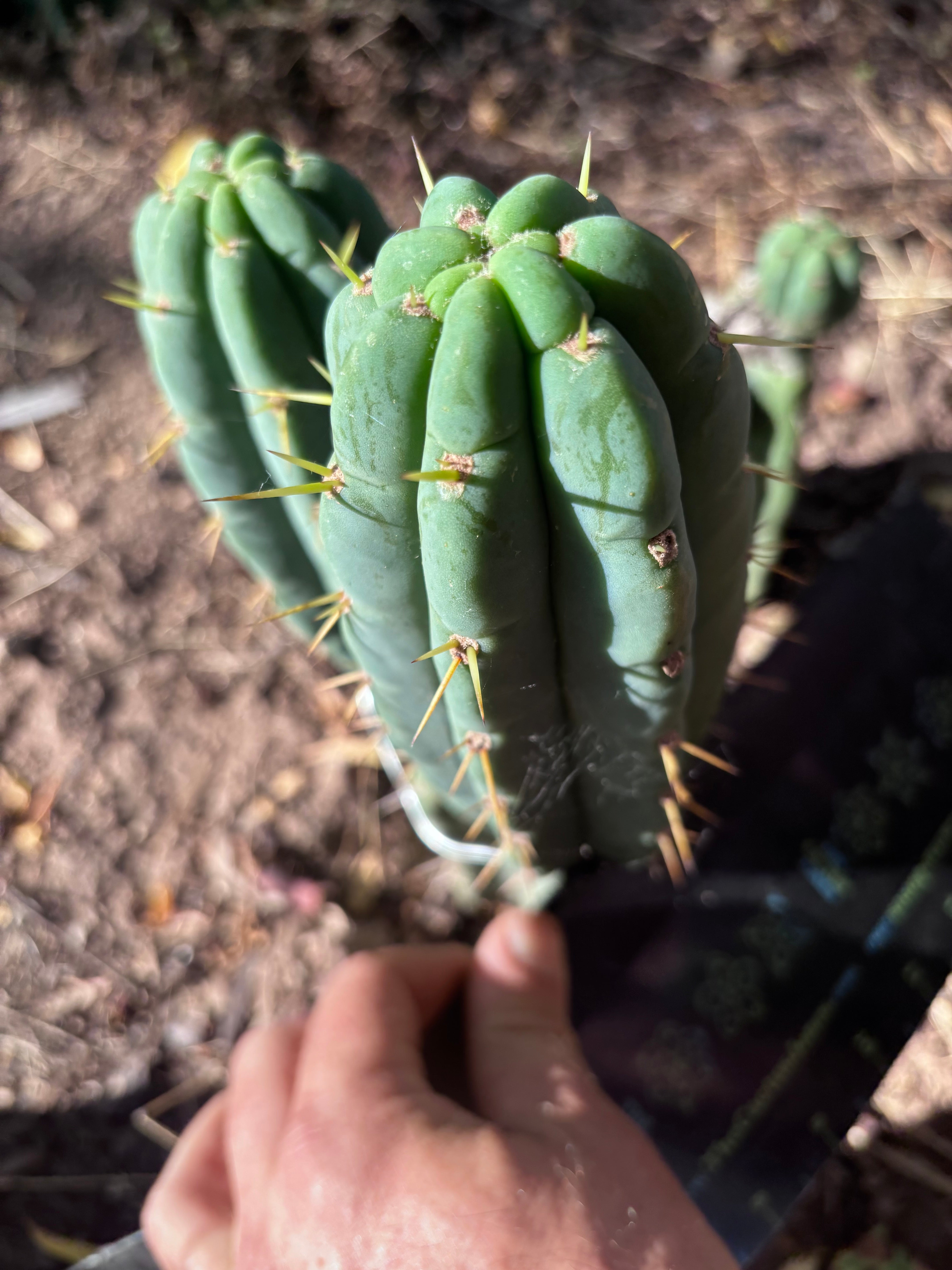 💎👑💎 Amazonas — 7” Grenade