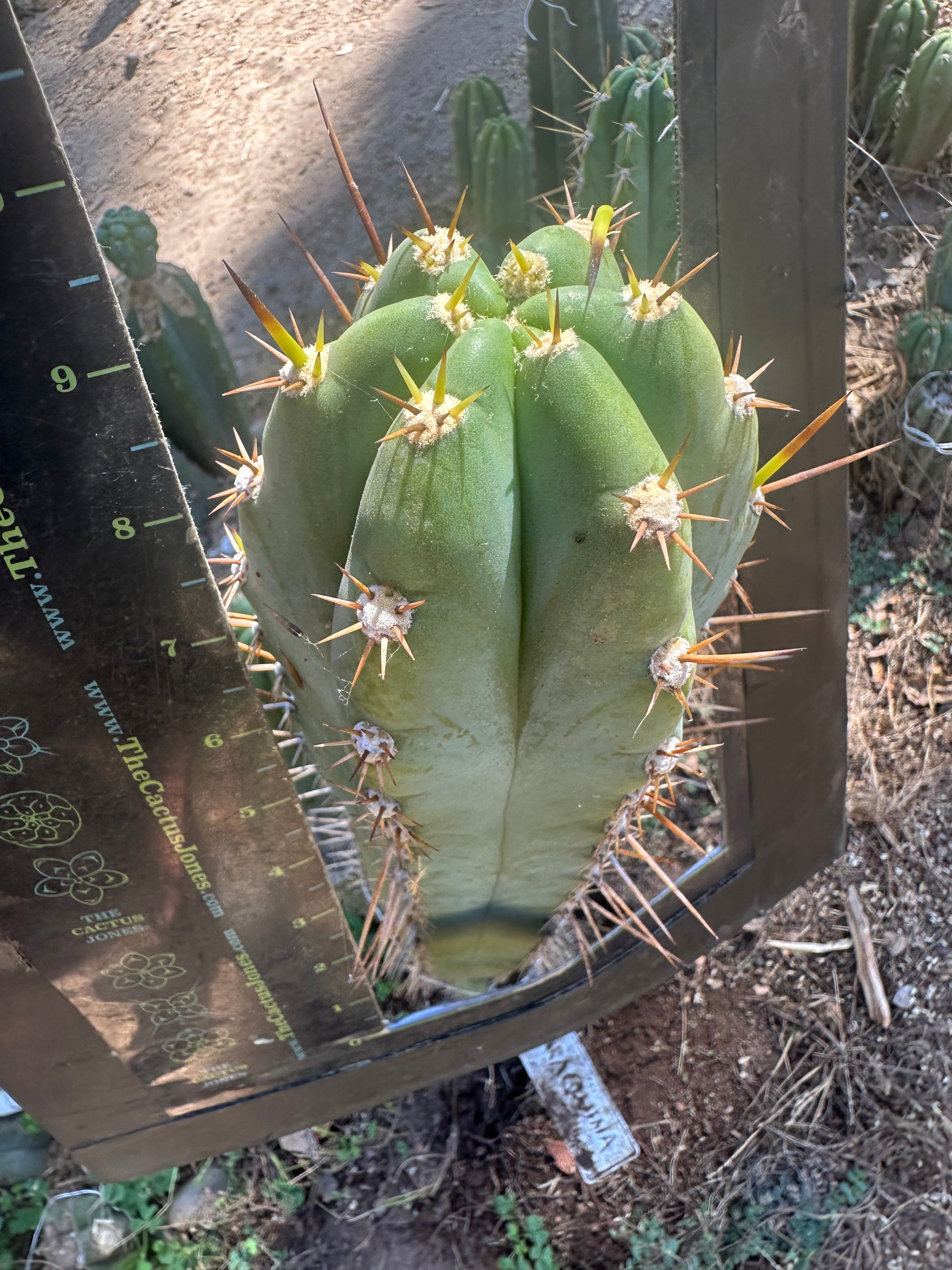 👑 Huaraquina — Chonky 10” Tip