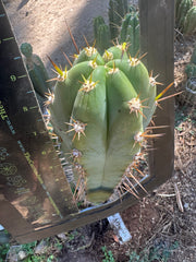 👑 Huaraquina — Chonky 10” Tip
