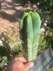 🌶️🌶️ NoidTwo — 9.5” Pup