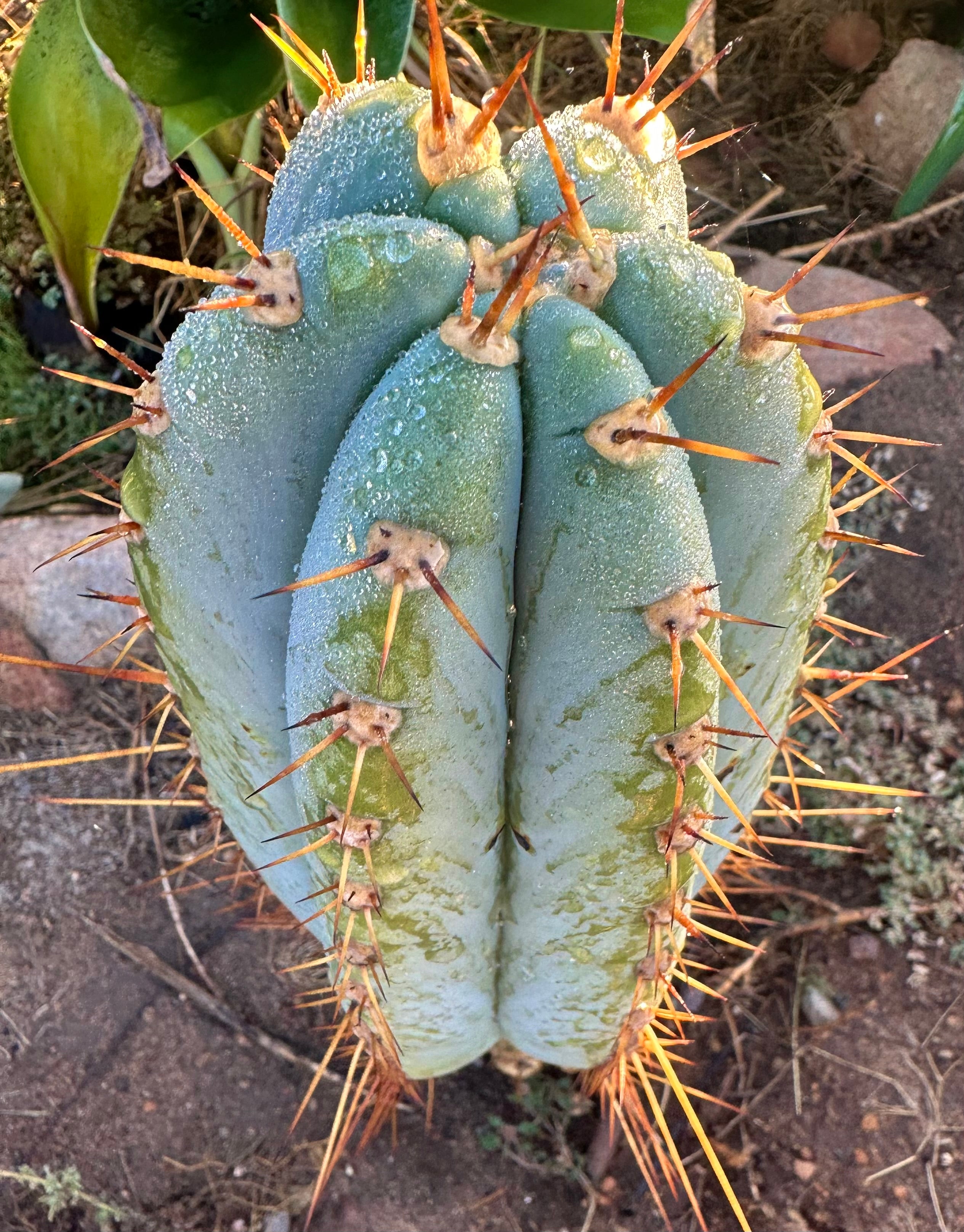 💎👑🌶️ CGG — XL 14” Bomb Pup