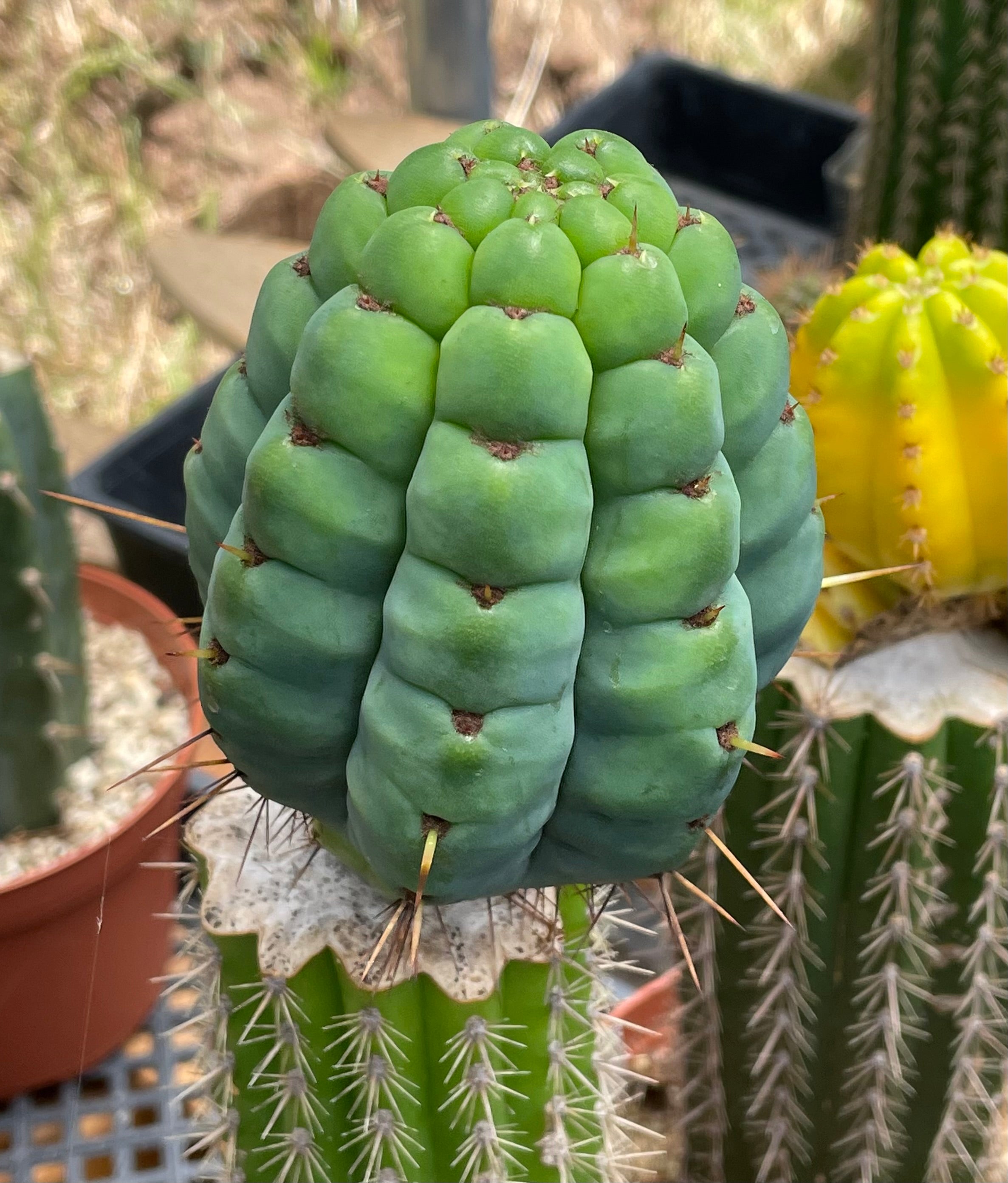 💎👑💎 Havran Preorder!