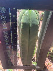 💎👑 FR991 — XL Massive 14” Pup