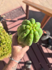 👑🌶️ Juuls Giant — XL 15” Tip