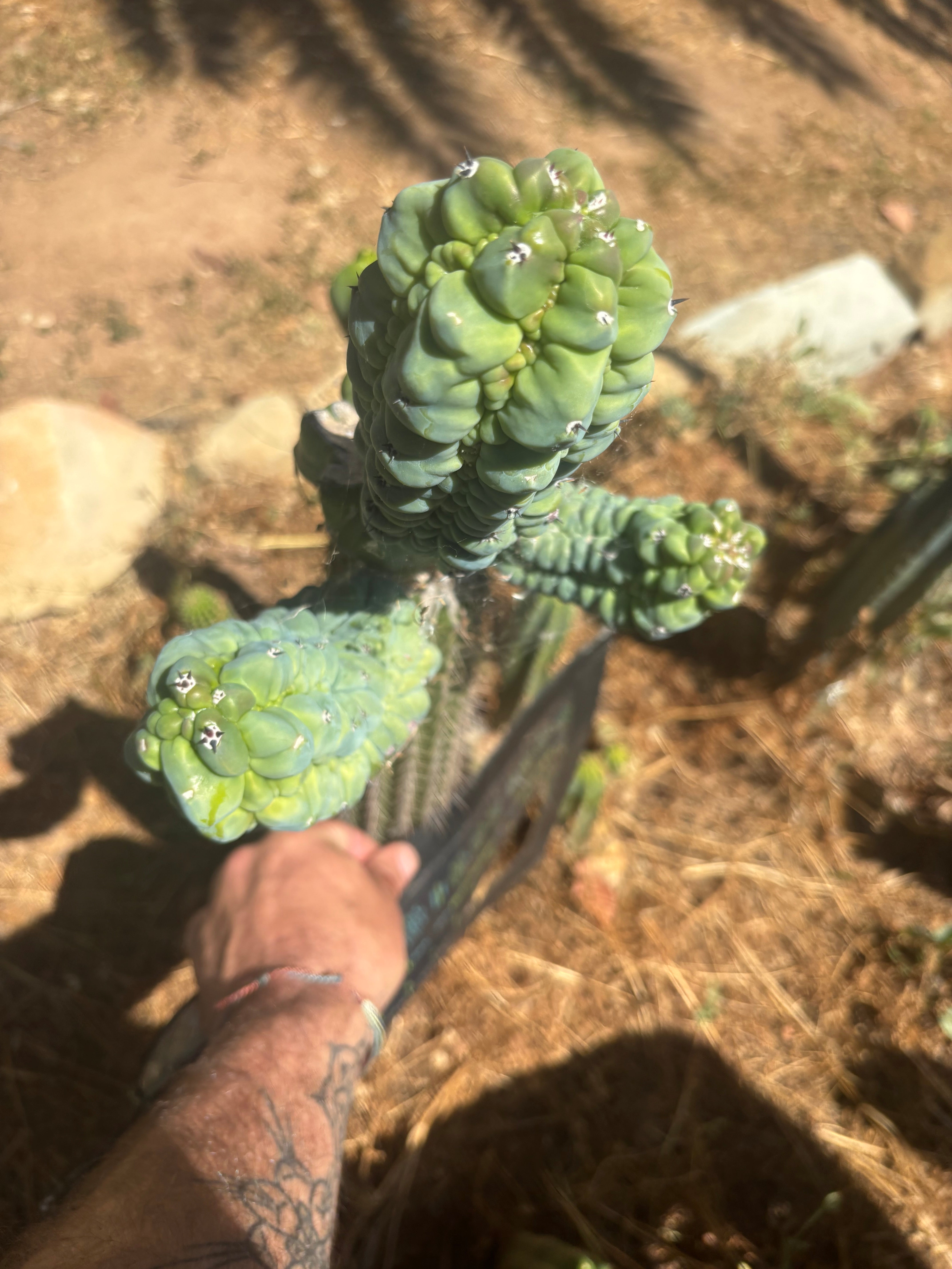 💎👑💎 Glorp —  XXL Crazy Tri Pup Graft