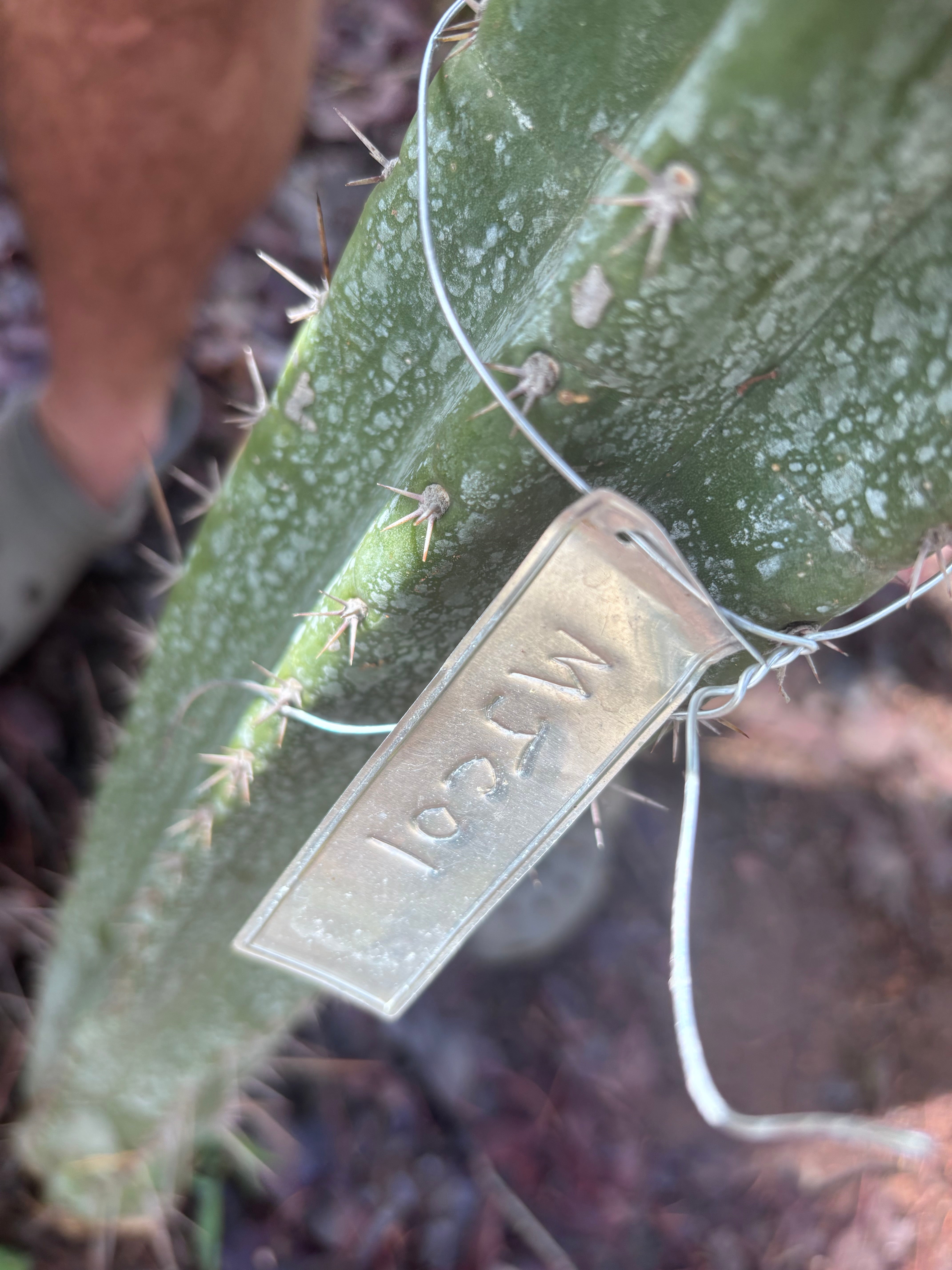 👑🌶️ MJC01  — 8” Pup