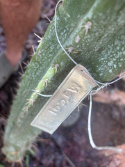 👑🌶️ MJC01  — 8” Pup