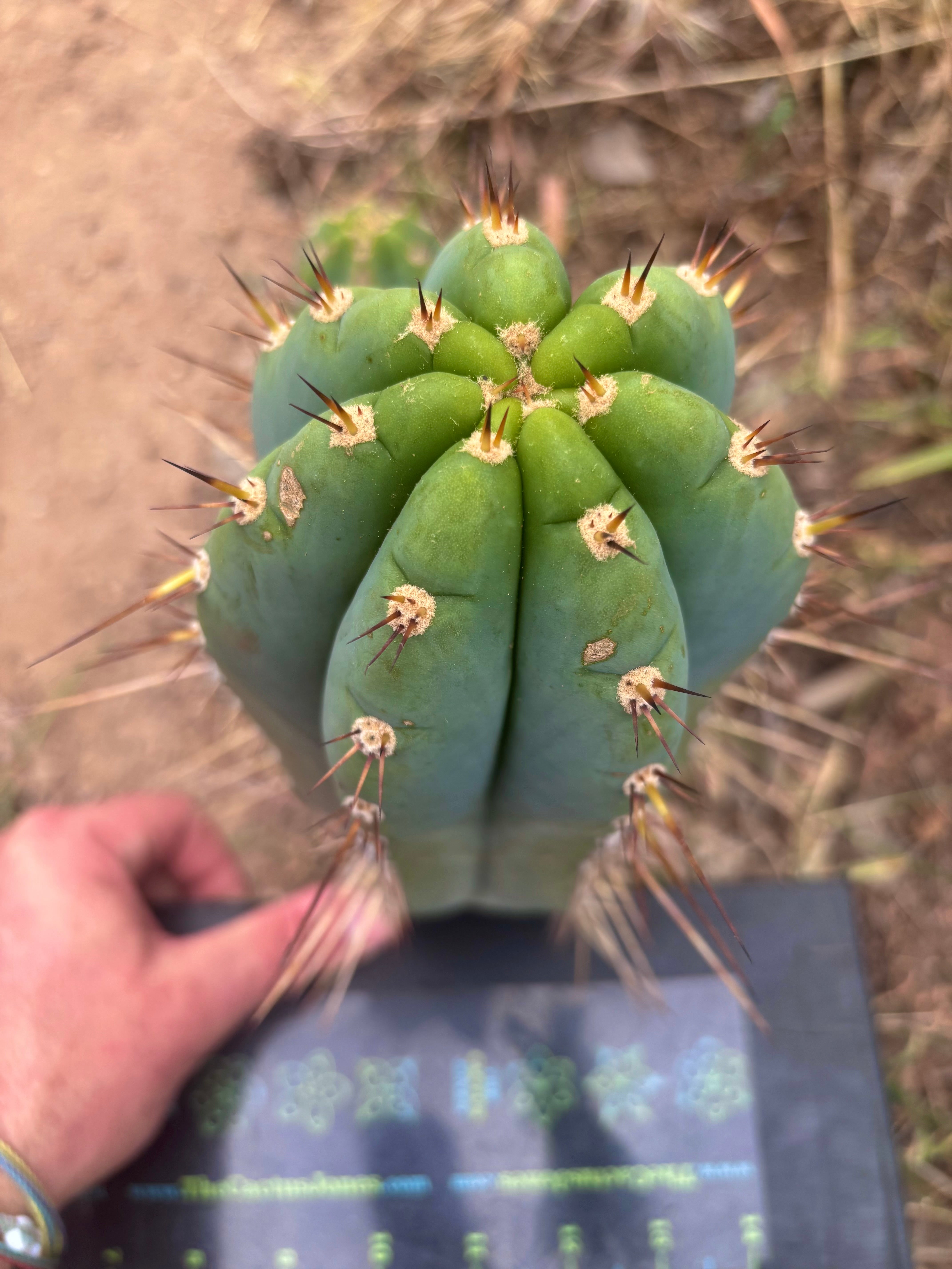 💎👑🌶️ CGG — 10” Blue Melon