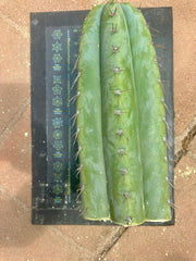 💎👑🌶️ CGG — 15” *MEGA* Tip