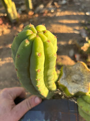 👑🌶️🌶️ Another Drop, Another Ogun
