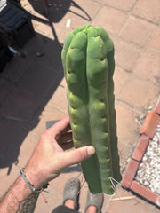 👑💎🌶️🌶️ Eileen — XL 14” Mega Tip