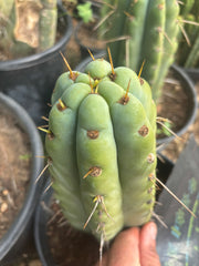💎🌶️🌶️ NOM — Thick 7” Tip