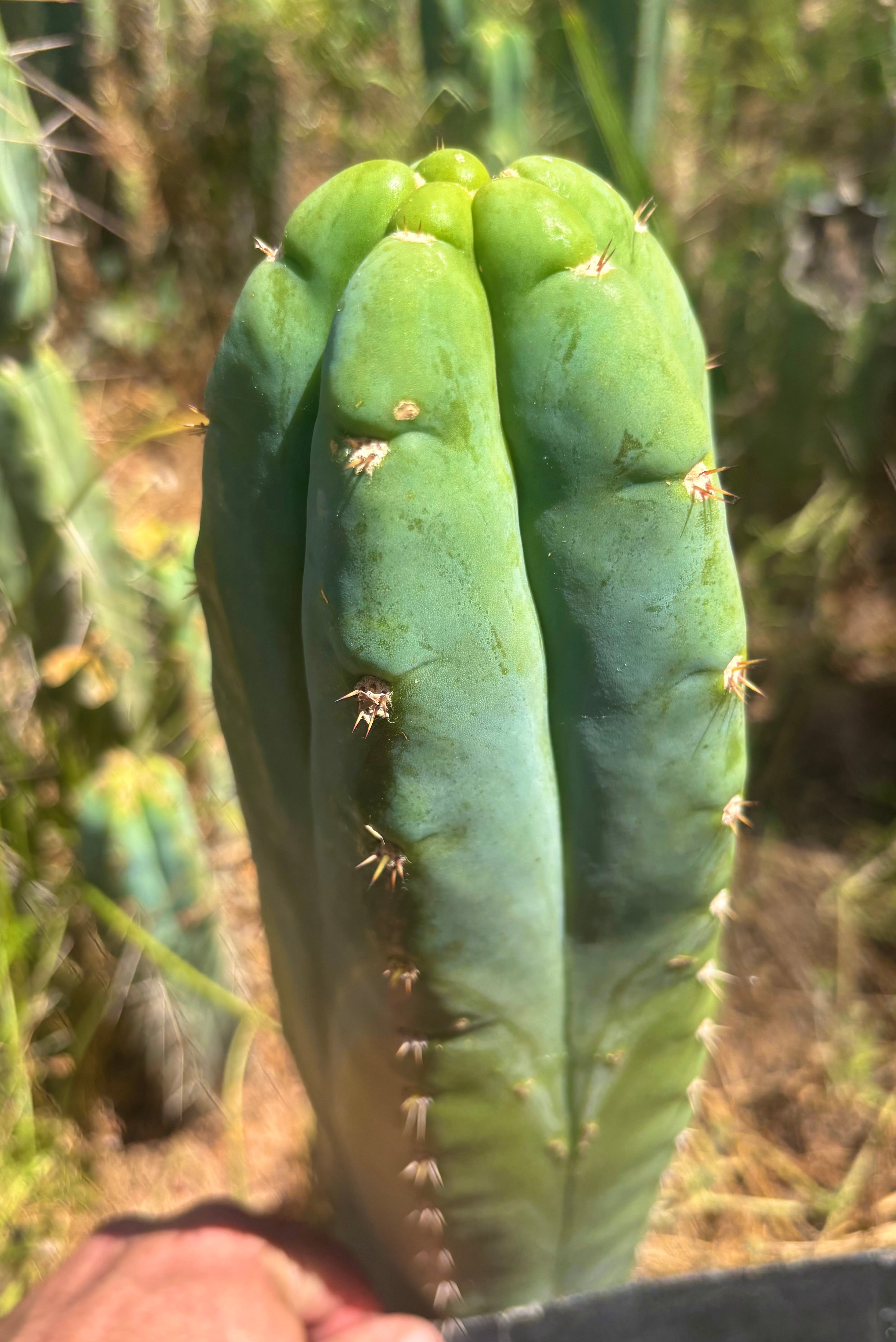 💎👑🌶️ Bob’s Colossus — Beefy 11” Tip