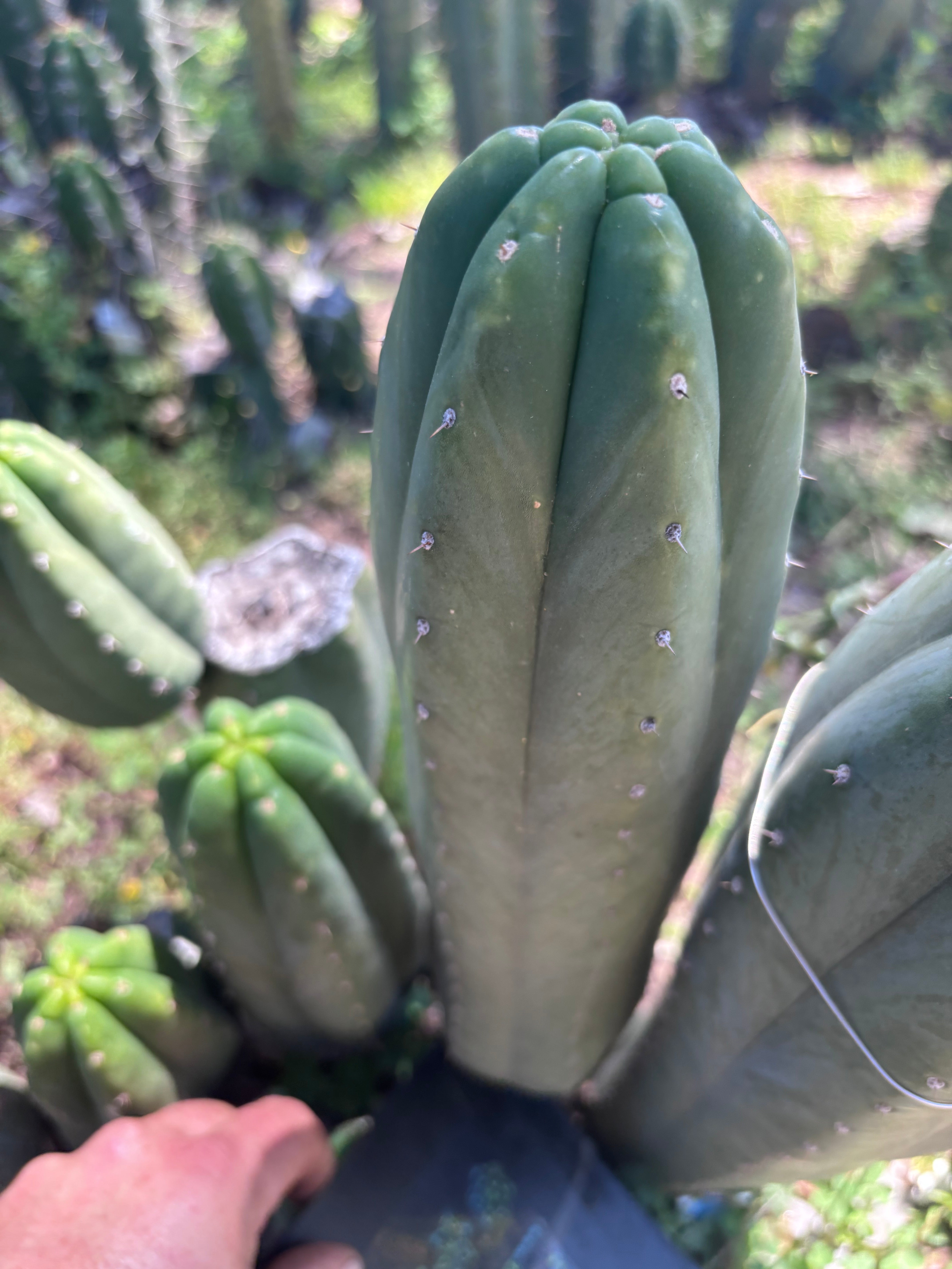 👑🌶️ DaFuq —  XL 14” Pup