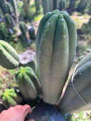 👑🌶️ DaFuq —  XL 14” Pup