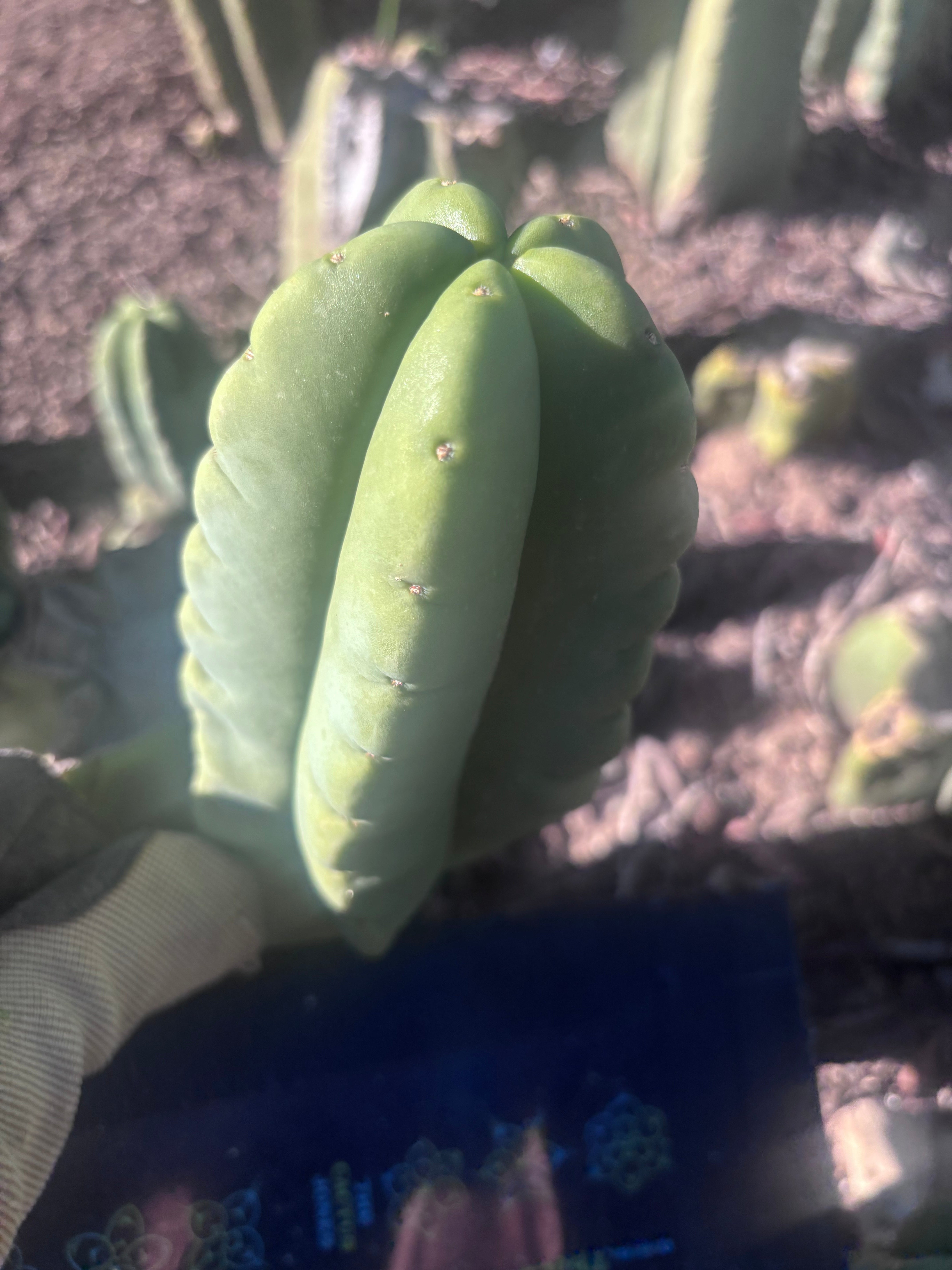 💎👑💎🌶️ Ferah — 6.5” Grenade